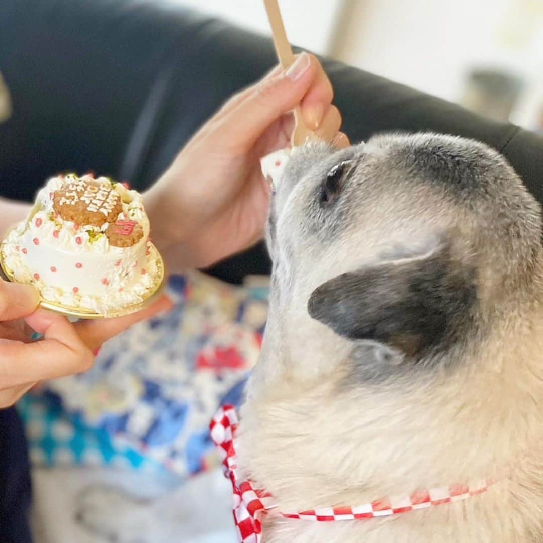 八兵衛のインスタグラム：「Birthday cake 🎂❤️ Sep15,2023 * * 誕生日前日に ぐりちゃん家と大好きなキャフェーで誕生日パーチーをしました🎉 * * ①はっちゃんあらゆる方向へ 進むのでぐりちゃんのおねいさんにお尻を支えてもらってます😆 (写真ありがとうございます💕)  ②ケーキと記念撮影をしたい飼い主。 ケーキの匂いで大興奮のはっちゃんはなかなか辿りつかない。　　  辿り着いたら今度はまっしぐらで やはり記念撮影はできず🤣🤣  ③いただきまーす😋❤️  ④ぐりちゃんも一緒に。 嬉しいね🥰✨ ぐりちゃんありがとう💕 @etoile_gulily   ⑤今年も素敵なケーキを作っていただきました。 可愛らしく本当に素敵なケーキをいつもありがとうございます☺️❤️  ⑥八兵衛と数日違いの飼い主にもローソクありがとうございます😆🎂  ケーキは半分持ち帰りにして 誕生日当日に自宅にて 数回にわけてウハウハして食べました😂　  * * #ハイシニア犬の撮影現場🤣   #ほぼ黒パグ #おじいちゃん犬 #17歳0か月  #pug #puggy #puglife #puglove #petstagram #pugstagram #pugsofinstagram #pugs #dog #八兵衛 #はちべえ」