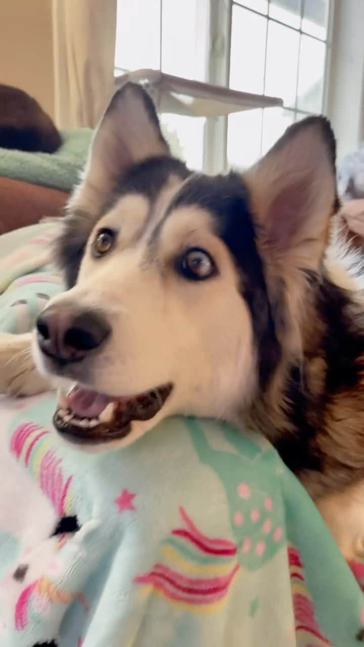 DogsOf Instagramのインスタグラム：「PRICELESS reaction from @penelopii.pirouettes 😆 #dogtv   🎥: fetches with permission from @penelopii.pirouettes  .⁣ .⁣ .⁣ .⁣ .⁣ #dogslife #funnydog #huskiesofinstagram #huskygram #huskylife #huskymix #dogswatchingtv #dailyfluff」
