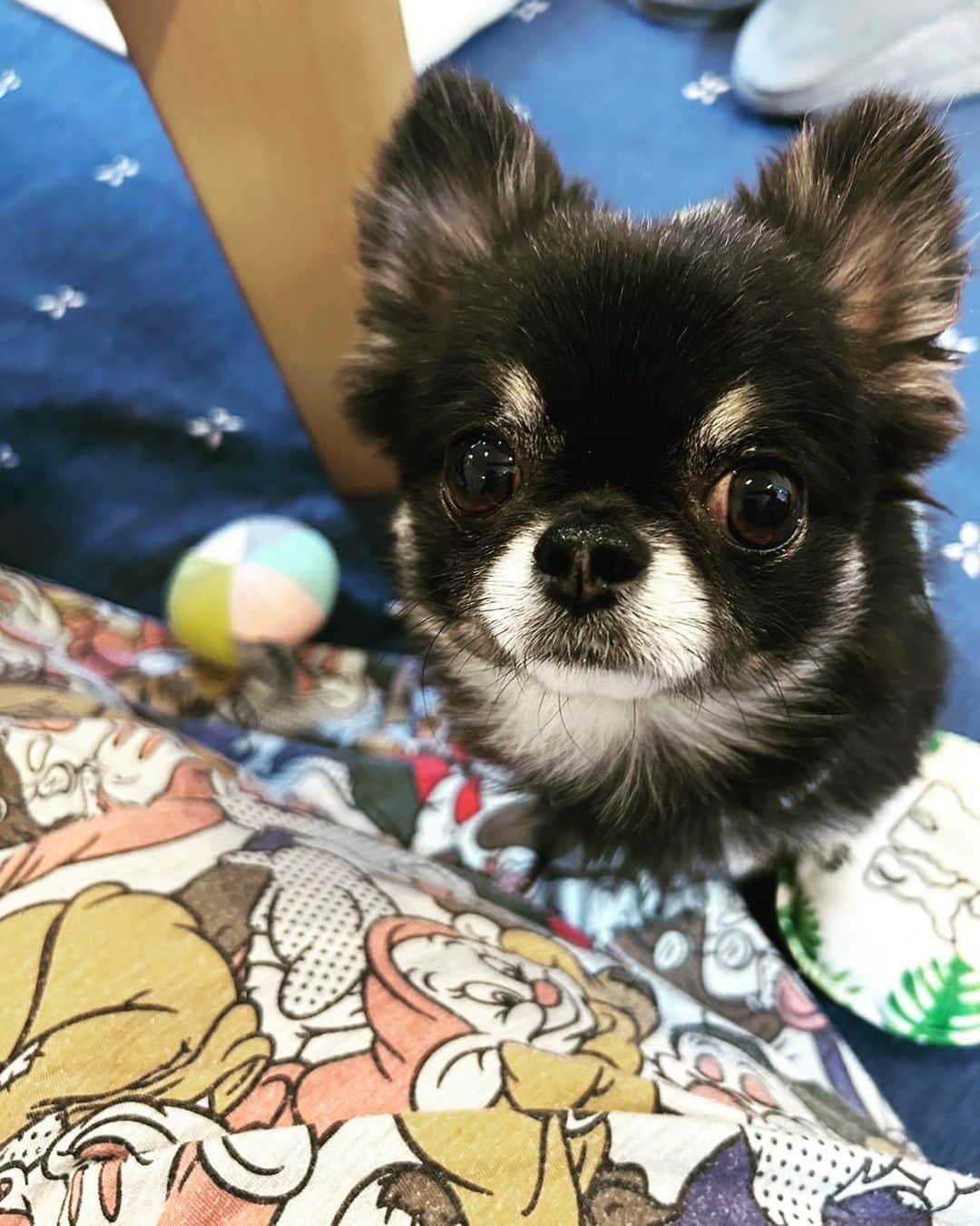 HIROSHIさんのインスタグラム写真 - (HIROSHIInstagram)「ニューアコお疲れ様でした！⁡ ⁡⁡ 自分は愛犬のわらびの具合が悪くて一足先に京都に戻ってきました。⁡ ⁡⁡ ⁡今わらびはてんかん発作を起こして入院中です。⁡。。 だから！ ⁡みんなの元気玉をわらびに送って！！⁡ ⁡⁡ ⁡あと 京都近郊でいい動物病院知ってる人がいたら情報ください！⁡ ⁡できる事は全部してやりたいんでお願いします！⁡⁡ ⁡ ⁡⁡#チワワ ⁡ ⁡#チワワ部 ⁡ ⁡#愛犬の病気と闘う ⁡ ⁡#犬のてんかん ⁡ ⁡#動物病院京都」9月18日 1時00分 - hirorinq