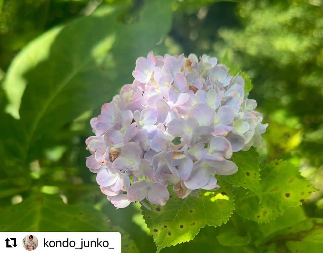 前田真里さんのインスタグラム写真 - (前田真里Instagram)「ホリプロ⭐︎アナウンス室の先輩であり、JSA（ジャパンサケアソシエーション）で日本酒についても教えていただいている  近藤淳子さん に、やっとやっと 直に お会いできました！💖  淳子さんには、15年ほど お仕事でも プライベートでも よくしていただいています（╹◡╹）  迷ったり、悩んでいるときも  いつもステキな言葉を おくってくださる 太陽のように あたたかい先輩です🍀  おいそがしいなか お時間いただき ありがとうございました🤗  気温30度の猛暑のなか ひっそり咲くアジサイのお花 たくましかったです!  北鎌倉の緑からたくさんエネルギー いただいて  さらに パワーアップして まいります💪⤴︎⤴︎⤴︎💛🧡💛  #Repost @kondo_junko_ with @use.repost ・・・ ホリプロの後輩アナウンサー前田真里さんと、数年ぶりの再会。  古民家イタリアンチポリーノ、明月院、葉祥美術館など大好きな北鎌倉を巡ってきました。  紫陽花が季節のはざまで迷子になってしまったのか、まだ必死に咲いていたのが印象的。    真里さんは、NY移住後、長崎と東京の二拠点生活をされています。  平和活動にも積極的に従事されて、様々な活動がメディアでも取り上げられています。  そして、念願のご出版が決まったそうです。  ずっと真里さんの真摯な想いを伺ってきていたので、嬉しくて仕方ありません。未知の分野での芯の強い実現力、ただただ頭が下がります。  締め切りに追われている猛暑の中にお時間を作っていただいたことも、キュンときます。  長崎のお土産も沢山いただいて（しかも娘にも）、お気遣いに感謝。  素敵な後輩に恵まれて、 私は幸せものです。  #近藤淳子 #前田真里 #ホリプロ #ありがとうございます  @maedamari  @horipro_announcers_hap @cipollino_kitakamakura   #サケエキスパート #JSA」9月18日 2時03分 - maedamari