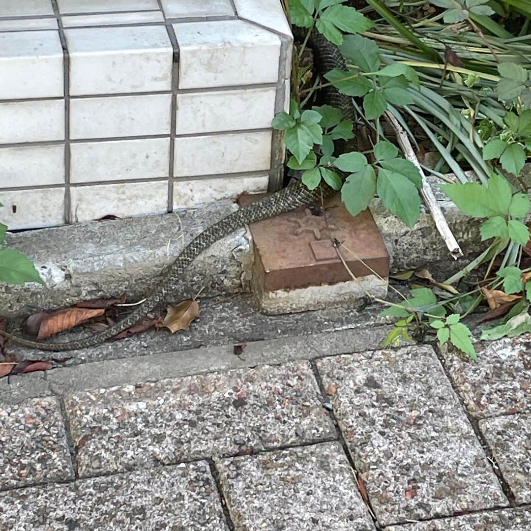 北原徹さんのインスタグラム写真 - (北原徹Instagram)「犬の散歩をしていたら蛇に遭遇。すぐに近所の方にお知らせして、あとはお任せしました。北新宿の方お気をつけください。  #青大将ですか？」9月18日 9時08分 - torukitahara