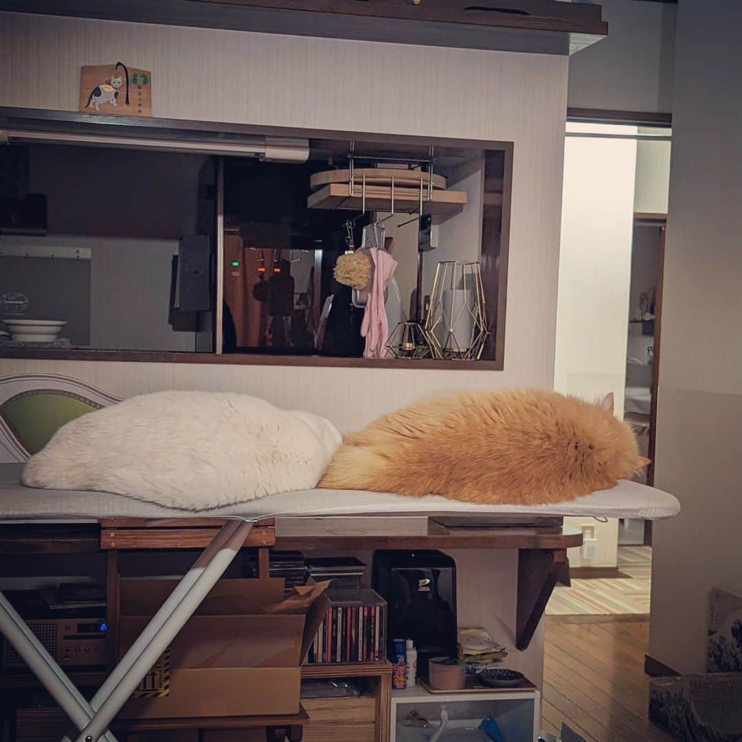 岡田屋鉄蔵のインスタグラム：「ふふ、ってなる」