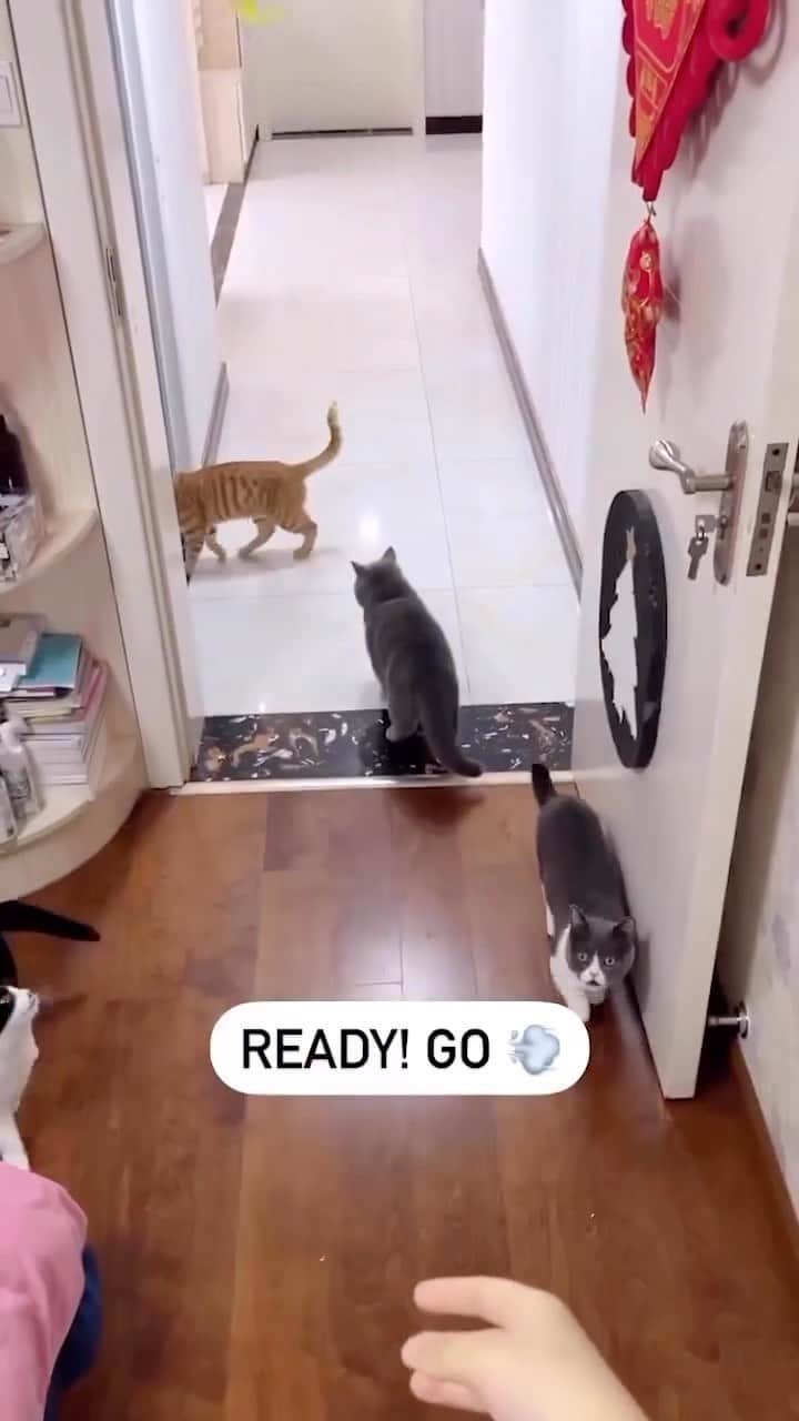 Cute Pets Dogs Catsのインスタグラム