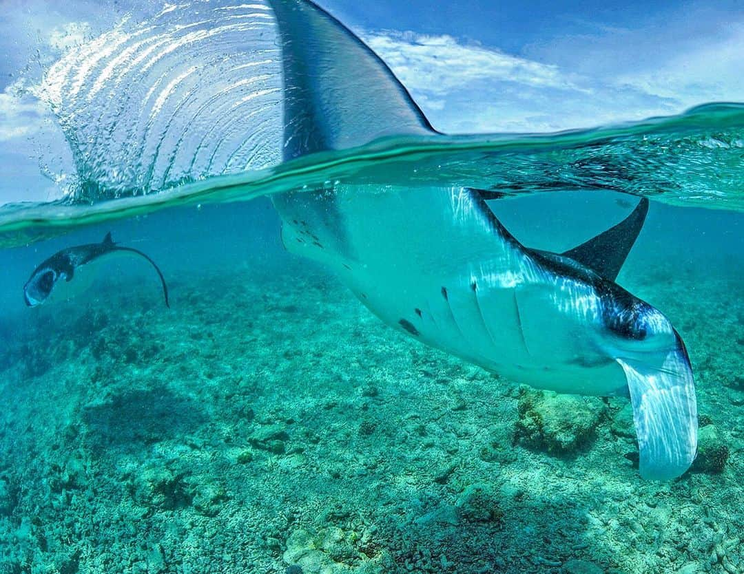 Thomas Peschakさんのインスタグラム写真 - (Thomas PeschakInstagram)「There is no subject more appropriate for my return to @instagram after six months offline on assignment for @insidenatgeo @natgeo @rolex on the Amazon river. Manta rays were the centerpiece of my first ever story for @natgeo magazine in 2008. I became so fascinated with these magnificent animals that I even helped co-found the @mantatrust with @mantaguy a few years later. Happy World Manta Day and please give @mantatrust a follow for the latest science and great photographs and videos of these iconic rays. #worldmantaday #mantaray」9月18日 5時29分 - thomaspeschak