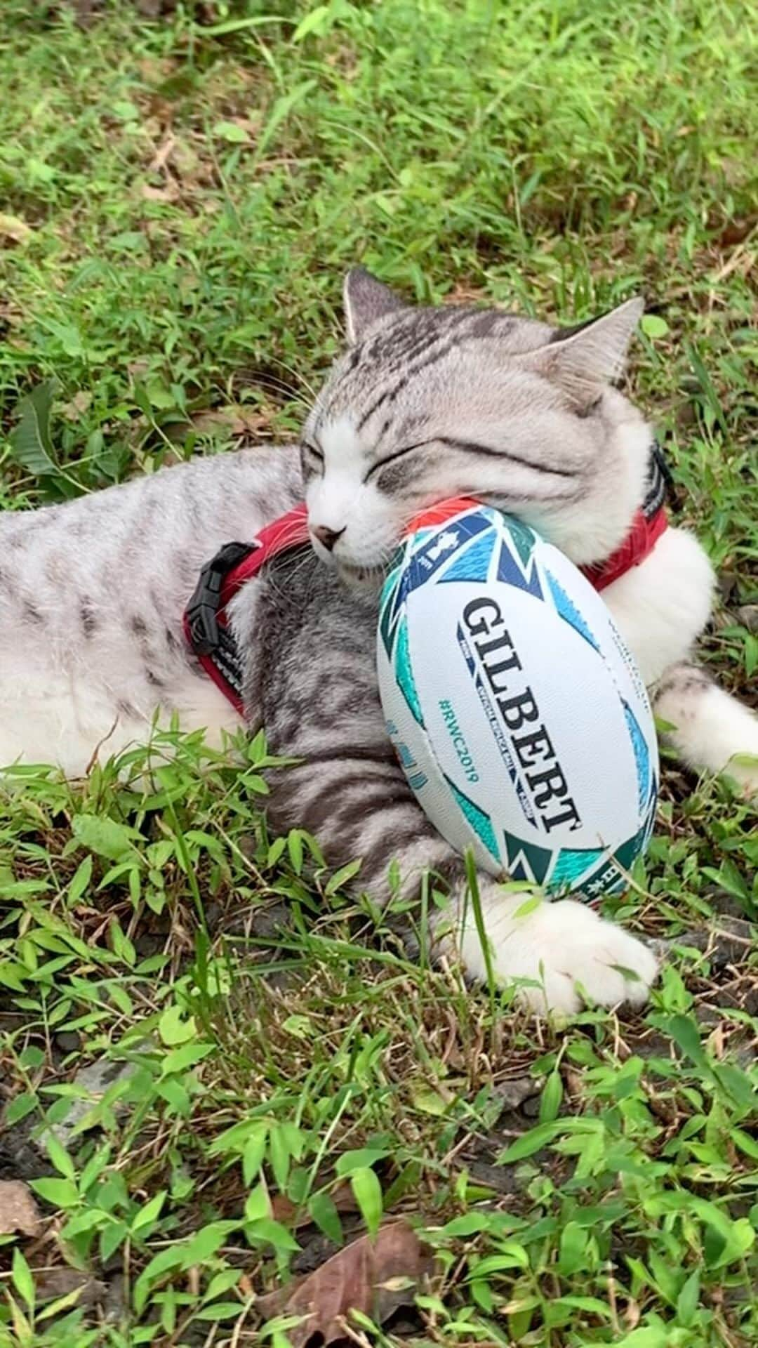 Nyankichi Noranekoのインスタグラム：「日本代表🇯🇵下を向いている時間は無い🏉  #猫 #cat #고양이 #แมว #貓 #кошка #qata #chat #ニャンスタグラム #gato #catsofinstagram #ねこ部 #旅猫 #cats #ニャン吉 #猫写真 #ねこ #seekor #ネコ #kitty #catlover #kucing #kucinglucu #猫好き #猫好きな人と繋がりたい #ラグビー #ラグビーワールドカップ2023 #rugby #rugbyworldcup #rugbyworldcup2023」