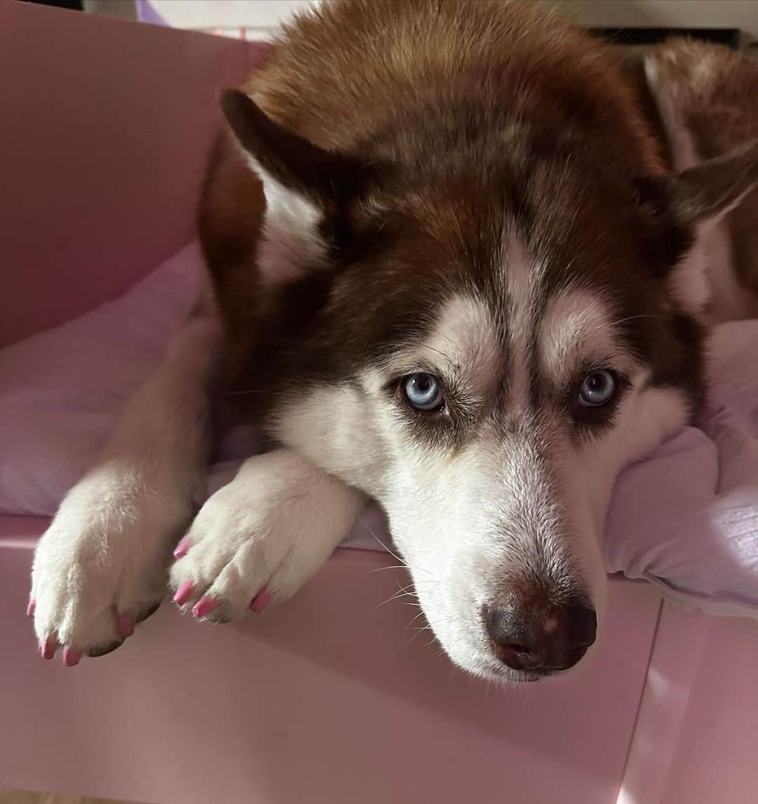 Riff Raffのインスタグラム：「Holly Husky The Pastel Pink Princess 💅」