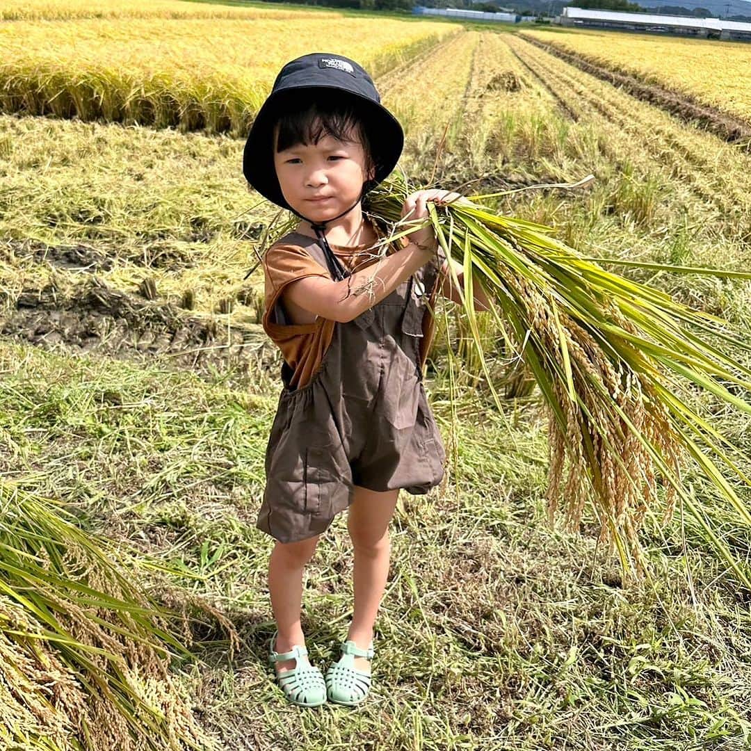村方乃々佳さんのインスタグラム写真 - (村方乃々佳Instagram)「5月に植えたお米の苗がこんなにきれいに実りました✨🌾 鎌を使って力を込めてよいしょよいしょと手こずりながら1束ずつ刈っていきました。 お茶碗1杯のお米にするには3束分くらいの稲が必要なんだって！ 「これたいへんだよ💦」ってののちゃんが言ったら、 「今はほとんど手じゃやんないよ〜」って農家の人は笑っていました😄 最後にコンバインに乗って超スピードの稲刈りも体験させてもらいました🚜 自分で刈った稲は持ち帰って玄米にしようと思います🍚  #村方乃々佳 #ののちゃん #ののかちゃん #ののちゃんねる #nonokamurakata #노노카 #NONOCHAN」9月18日 17時00分 - nonochannel555
