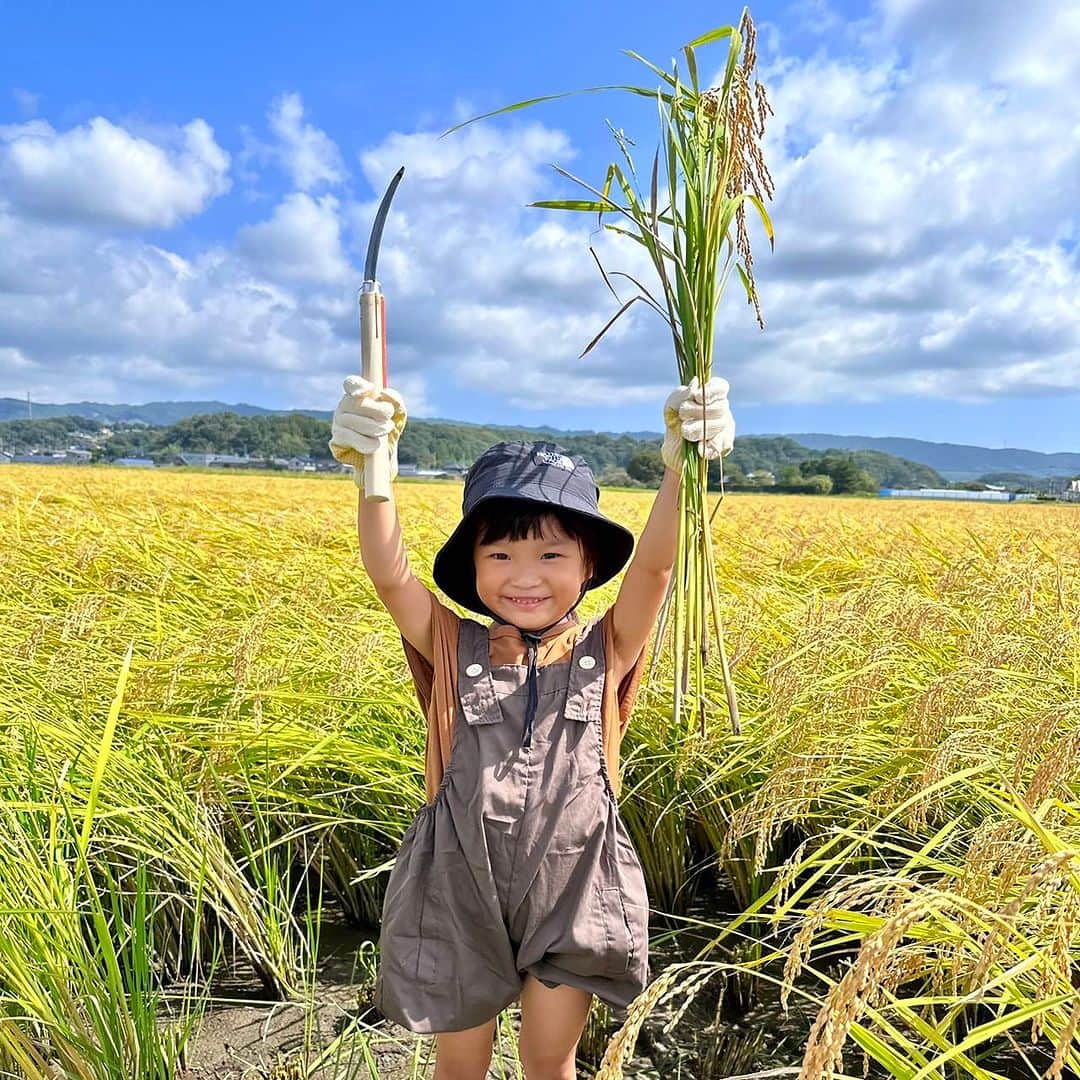 のインスタグラム：「5月に植えたお米の苗がこんなにきれいに実りました✨🌾 鎌を使って力を込めてよいしょよいしょと手こずりながら1束ずつ刈っていきました。 お茶碗1杯のお米にするには3束分くらいの稲が必要なんだって！ 「これたいへんだよ💦」ってののちゃんが言ったら、 「今はほとんど手じゃやんないよ〜」って農家の人は笑っていました😄 最後にコンバインに乗って超スピードの稲刈りも体験させてもらいました🚜 自分で刈った稲は持ち帰って玄米にしようと思います🍚  #村方乃々佳 #ののちゃん #ののかちゃん #ののちゃんねる #nonokamurakata #노노카 #NONOCHAN」
