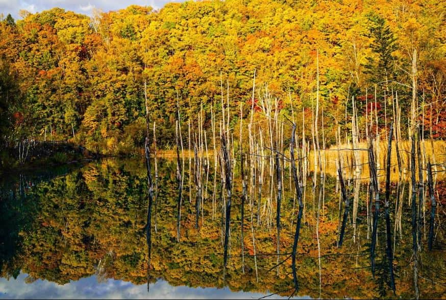 北海道じゃらん【公式】さんのインスタグラム写真 - (北海道じゃらん【公式】Instagram)「北海道じゃらん紅葉フォトコンテスト2023開催🍁📷  選ばれた方は『北海道じゃらん』に写真が掲載されるかも📖✨？！  昨年開催の『北海道じゃらん紅葉フォトコンテスト2022』に投稿された素敵なお写真は、現在発売中の北海道じゃらん10月号紅葉特集に掲載させていただきました！  【投稿方法】 [STEP1] 北海道じゃらん公式Instagramアカウント「@hokkaido_jalan（以下、公式アカウント）」を検索してフォロー  [STEP2] 写真・動画はInstagramアプリから投稿してください。 投稿する際には、コメント欄に「#北海道じゃらん紅葉フォトコンテスト2023」というハッシュタグと 撮影エリア（#網走国定公園卯原内サンゴ草群生地 など）のハッシュタグをつけて投稿！（綴りを間違えないように注意）⠀ 北海道内の紅葉の写真を投稿してください。 ※お一人様何回でもご応募いただけます。ご投稿いただく写真は正方形を推奨しています。  [STEP3] 入賞者は公式アカウントで発表します！⠀  【応募要項】 ■応募期間⠀ 2023年9月18日～2023年11月30日23:59  ■賞品内容⠀ 入選者は、公式アカウントでの発表、および来年度の『北海道じゃらん』に写真を掲載させていただく場合があります。  ■応募資格⠀ 利用規約に同意していただいた方。⠀ 利用規約は公式アカウントTOP画面のURLからご確認ください。  ■審査について⠀ 応募作品の「いいね」数など参考にしながら、厳正に審査させていただきます。⠀  （審査基準）⠀ 北海道内の紅葉写真であること。⠀  ■結果発表⠀ 結果発表は2023年12月下旬頃にいたします。⠀ 応募締め切り後、厳選な審査の上、入賞者を決定いたします。⠀  写真は2022年「北海道じゃらん紅葉フォトコンテスト2022」でグランプリを受賞した @misu_mom2018 さんのお写真です。  #北海道じゃらん #北海道 #観光 #お出かけ #1日1得 #お得 #紅葉 #絶景 #写真好きな人と繋がりたい #休日 #カメラ #お写ん歩 #フォトコンテスト #北海道じゃらん紅葉フォトコンテスト2023 #japan #hokkaido #instagood #followme」9月18日 18時00分 - hokkaido_jalan