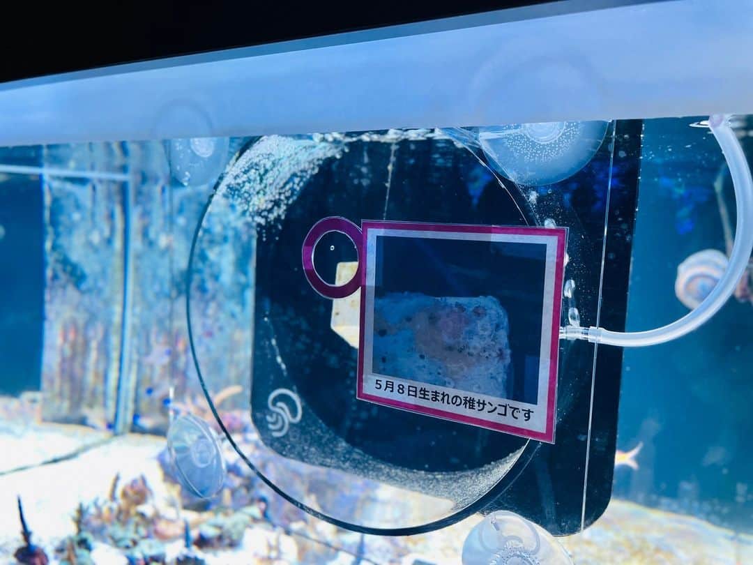 アクアパーク品川さんのインスタグラム写真 - (アクアパーク品川Instagram)「アクアパークでは2020年より、サンゴ礁再生活動に取り組んでいます。  「コーラルカフェバー」(1F)内の展示コーナー「コーラルラボ」では、9月25日(月)までの期間限定で、今年5月に産卵が確認された“アクアパーク生まれ・育ち”の稚サンゴ（種類：ヤングミドリイシ）を特別に公開中です！ 貴重な赤ちゃんサンゴの姿をぜひ、この機会にご覧ください👀  □ □ □ □ □ □ □ □ □ □ □ □ □ □ □ ＜サステナビリティウィーク開催中！＞  館内各所で生きものの生態や SDGｓにまつわる解説をお届け🐠 （開催期間：9月25日(月)まで）  イベント詳細はハイライトのリンクをチェック👀 □ □ □ □ □ □ □ □ □ □ □ □ □ □ □  #サンゴ #ヤングミドリイシ #再生活動 #産卵 #稚サンゴ #サステナビリティウィーク #SDGs #SDGs週間 #期間限定 #解説 #イベント #マクセルアクアパーク品川 #MaxellAquaParkShinagawa #アクアパーク #aquapark #アクアパーク品川 #aquaparkshinagawa #水族館 #aquarium #東京 #都内 #品川 #品川プリンスホテル #品プリ」9月18日 10時00分 - aquapark_official