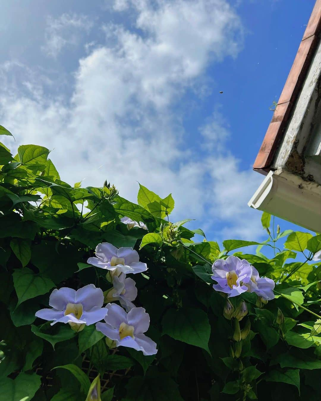 西原有紀のインスタグラム：「OKINAWA🌺  ✳︎ ✳︎ ✳︎  ひめゆりの塔は修学旅行以来、そして、琉球ガラス村での体験は予約いっぱいで出来なかったけど、今回もホタル石をゲット✨(夜に発光するんです😳)  ✳︎  すーまぬめぇの沖縄そばは、とってもお勧めです✨  ✳︎  そして！そして！ 今回の沖縄の最大の目的は…  ✳︎  つづく….」