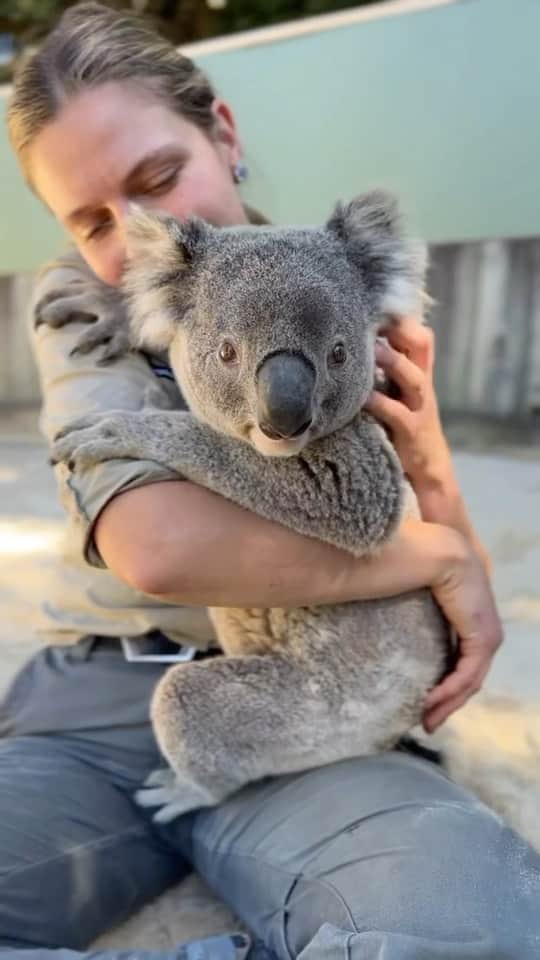 Australiaのインスタグラム：「Question, how does one become an official #koala cuddler? Just asking for a friend... 😅 We reckon the keepers at @symbiowildlifepark might just have the best job in the world - who agrees?! Located an hour south of @sydney in @visitnsw, pay a visit to #SymbioWildlifePark for yourself to see these cuties hanging out with their favourite human, Keeper Liz, and soaking up all the attention, cuddles and belly rubs 🐨🫶   🎥 & 📍: @symbiowildlifepark , #Helensburgh, @visitnsw   #SeeAustralia #ComeAndSayGday #FeelNSW  ID: the video footage shows a koala approaching a female Zoo Keeper in uniform before climbing onto her lap for a cuddle. The video then shows a series of close ups of the koala as they enjoy head an belly scratches and more cuddle with the keeper.」