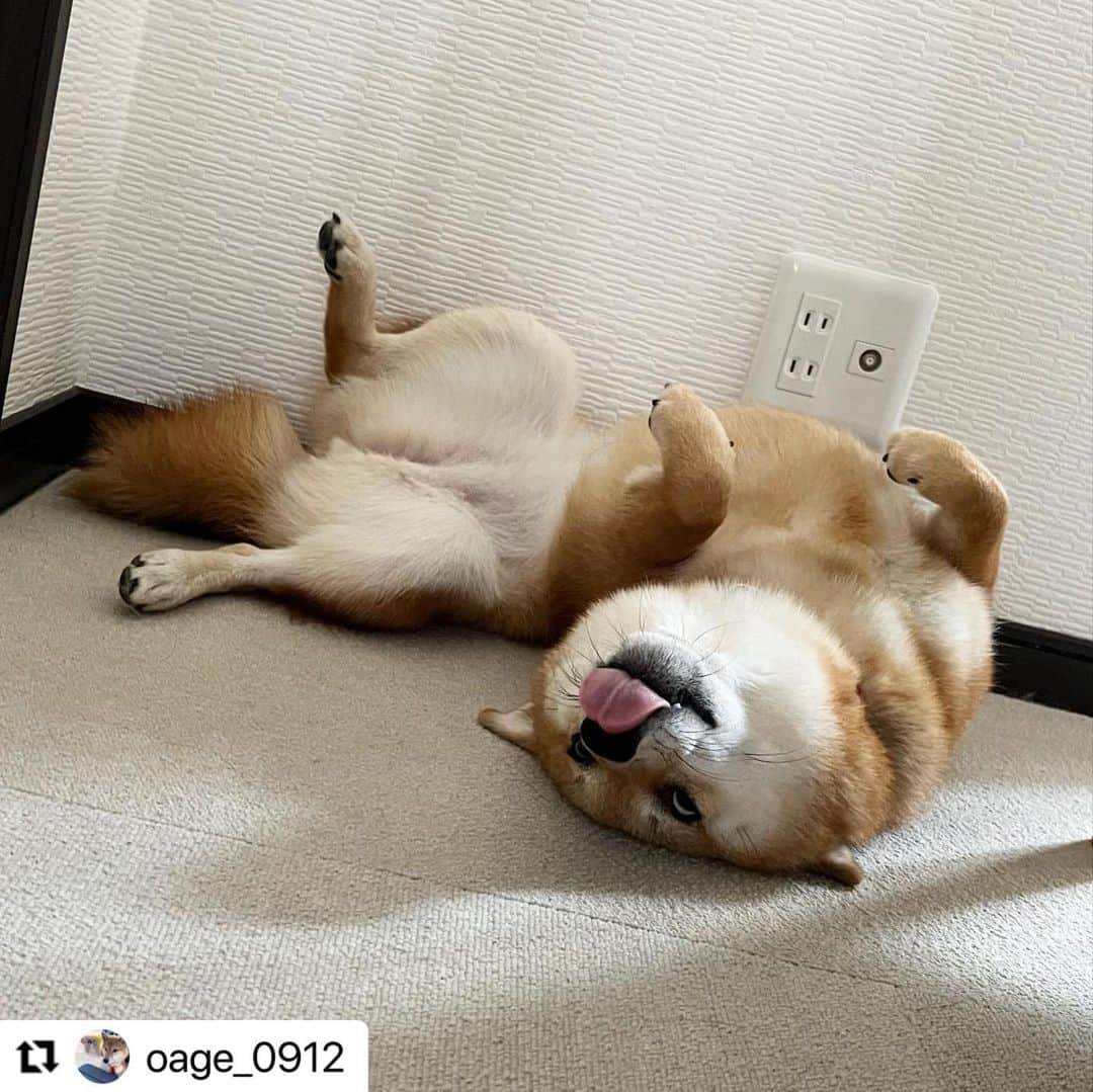 【公式】いぬのきもち・ねこのきもちのインスタグラム：「#Repost oage_0912 さんのおあげちゃん。  おあげちゃん流、 おはようの挨拶。  😂😂😂  美人が台無しですよ🤣  でも朝から笑いをありがとう😁  ハッシュタグ #いぬのきもち #ねこのきもち に投稿いただいた可愛い写真をご紹介しています！ 「いぬのきもちWEB　MAGAZINE」、「ねこのきもちWEB MAGAZINE」でもご紹介させていただくことも！  -------------------  .  #いぬ #いぬすたぐらむ #いぬのいる暮らし #いぬのきもち #いぬ好き #犬 #犬好きさんと繋がりたい #犬のいる生活 #犬と暮らす #犬好き #dog #dogsofinstagram #dogstagram  #柴犬」