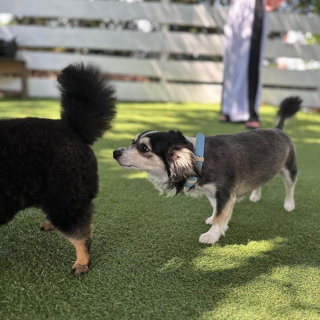 田村一将さんのインスタグラム写真 - (田村一将Instagram)「.  夏の思い出🍉  #🐶」9月18日 12時32分 - tam211