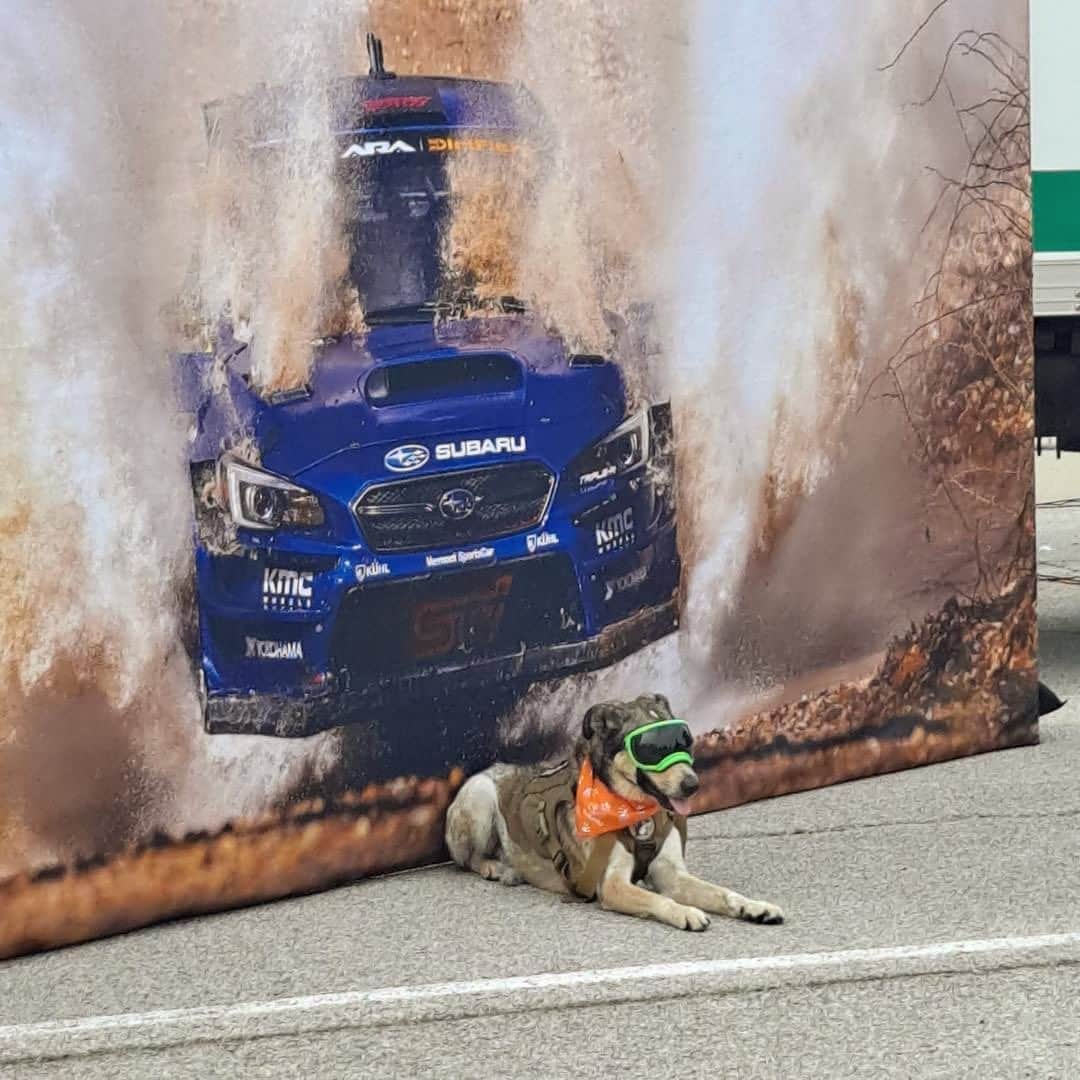 のインスタグラム：「⚠️#Motorsport Can Be Dangerous 🐶   #subaru #doggo #subies #rally #rallycar」