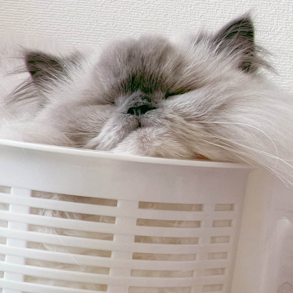 のんたさんのインスタグラム写真 - (のんたInstagram)「ぽるくんの寝落ち 1.2.3😴このアゴがたまらなくかわいい  ぽるくんは喜怒哀楽の「怒」がまったくない子 いつも穏やかで優しくておっとりさん みんなのそばにピタッと寄り添ってくれる  のんちゃんの点滴は毎日必ず目の前で見守り ぱんちゃんのブラッシングをしていれば僕もいい？とばかりに合流 ぼーちゃんの爪を切っていれば 「おねえちゃん頑張れ」と言ってるように近くで応援(?)してくれます(というかガン見w)  寝る前には必ず私とパパの間に寝転び お尻トントン&あたまいい子いい子してもらってから寝て 朝おきたら必ずのんちゃんのところへ行き おはよの「ちゅ！」をします  かわいいかわいい我が家の末っ子 家族になってからもうすぐ3年です🩷  #エキゾチックロングヘア#ブルーポイント」9月18日 12時57分 - utacci