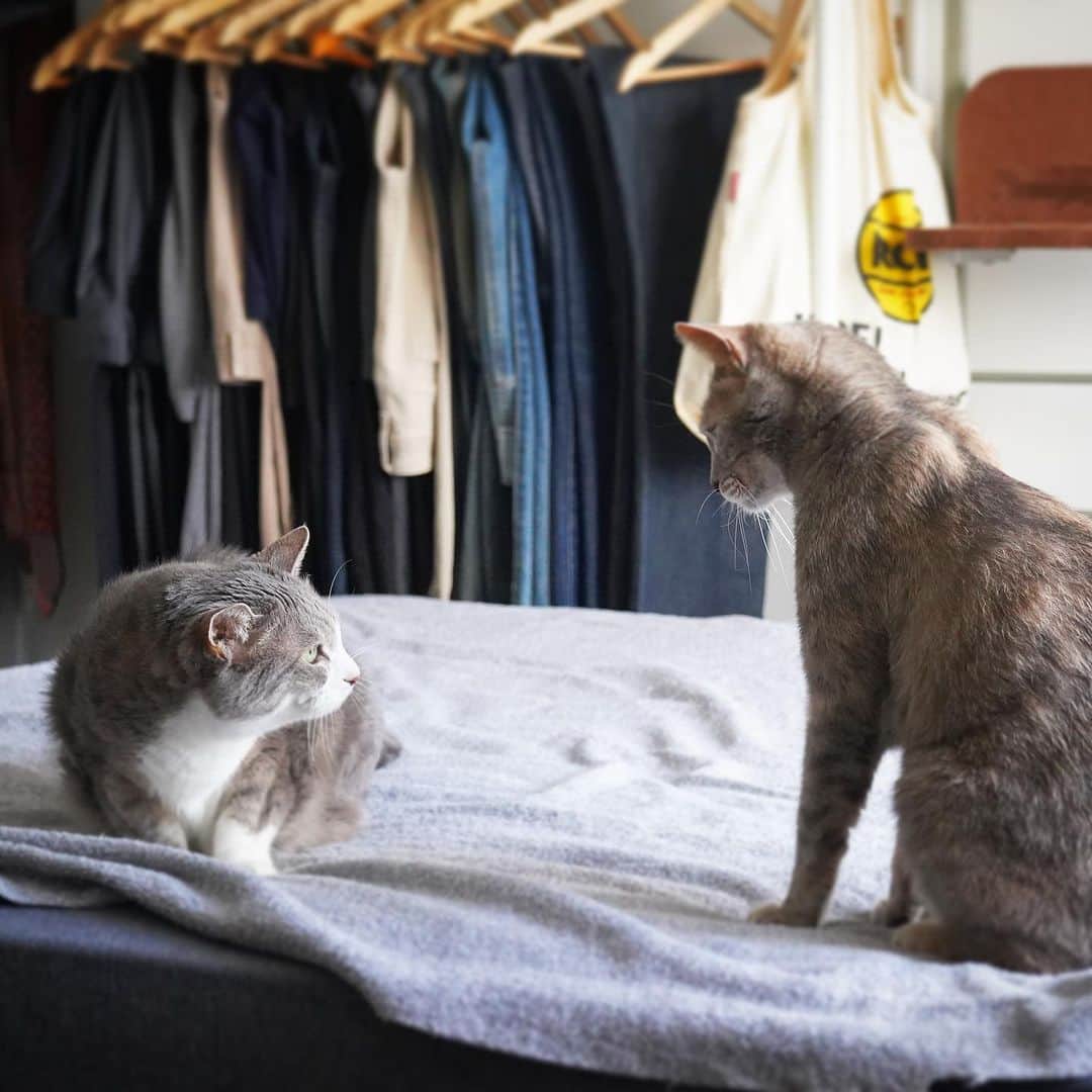 モアレ & クリエのインスタグラム：「寝床で揉めるモアクリ  #モアクリ #moacrie #ねこ #猫 #cat #catsagram #ねこすたぐらむ #にゃんすたぐらむ #猫のいる暮らし #ねこのいる生活」