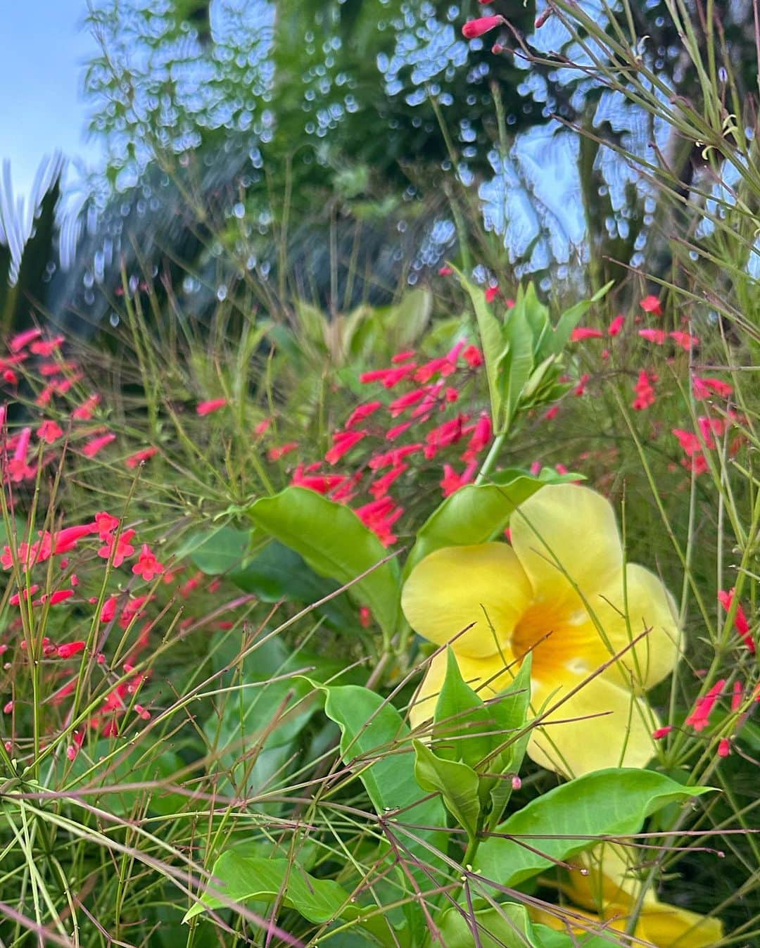 吉崎綾さんのインスタグラム写真 - (吉崎綾Instagram)「🌺🍹🌊🏖️⛵️🦎  焼けました。笑 宮古綺麗やった〜！」9月18日 13時29分 - yoshizaki_aya