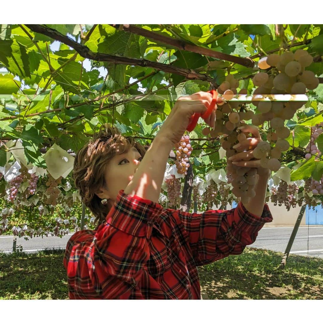 小林幸子さんのインスタグラム写真 - (小林幸子Instagram)「先日、シャトー勝沼🍇さっちゃん葡萄園🍇にて、ぶどうの収穫に行ってきました‼️　 初めてのぶどうの収穫、暑いくらいのいいお天気☀　  シャトー勝沼の皆さんのお陰で立派に育っていました✨ 11月3日には新酒解禁となり、私のワインも発売になります。もう名前も決まりましたよ😊　お楽しみに❤　  ぶどうをワインにするために搾った、搾りたてのジュースも頂きました‼️ 酸味と甘みのバランスが最高😆  そして、甲州市から美味しい、素晴らしい葡萄🍇を頂きました💕  いろんな種類があって、それぞれ特徴がありめちゃくちゃ美味しい❤　  シャインマスカットの作り方も先日教えて頂き、とても勉強になりました‼️ ありがたみを実感😊  今は、ぶどう刈り🍇の季節です✨ ぜひ、甲州へ行ってみてね‼️　 他にも甲斐サーモン🐟信玄豚🐷など、美味しいものが沢山✨  シャトー勝沼に寄って、さっちゃん葡萄園も見てきてね😊  #sachikokobayashi  #小林幸子  #シャトー勝沼  #さっちゃん葡萄園  #ぶどう狩り  #甲州市  #観光大使  #美味しいぶどう  #甲州市グルメ  #甲州ワイン」9月18日 14時05分 - kobayashi_sachiko_5884