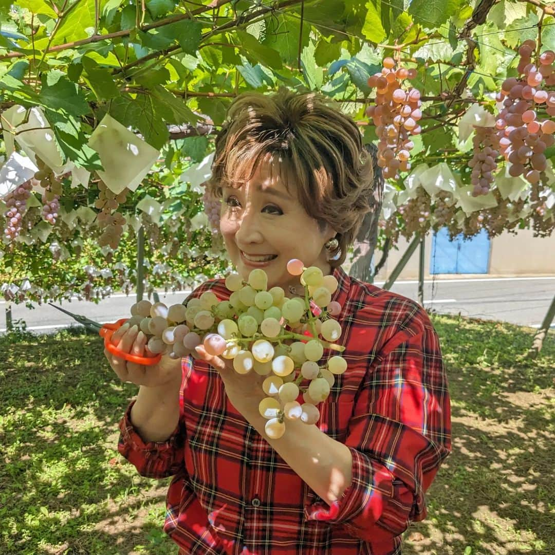 小林幸子さんのインスタグラム写真 - (小林幸子Instagram)「先日、シャトー勝沼🍇さっちゃん葡萄園🍇にて、ぶどうの収穫に行ってきました‼️　 初めてのぶどうの収穫、暑いくらいのいいお天気☀　  シャトー勝沼の皆さんのお陰で立派に育っていました✨ 11月3日には新酒解禁となり、私のワインも発売になります。もう名前も決まりましたよ😊　お楽しみに❤　  ぶどうをワインにするために搾った、搾りたてのジュースも頂きました‼️ 酸味と甘みのバランスが最高😆  そして、甲州市から美味しい、素晴らしい葡萄🍇を頂きました💕  いろんな種類があって、それぞれ特徴がありめちゃくちゃ美味しい❤　  シャインマスカットの作り方も先日教えて頂き、とても勉強になりました‼️ ありがたみを実感😊  今は、ぶどう刈り🍇の季節です✨ ぜひ、甲州へ行ってみてね‼️　 他にも甲斐サーモン🐟信玄豚🐷など、美味しいものが沢山✨  シャトー勝沼に寄って、さっちゃん葡萄園も見てきてね😊  #sachikokobayashi  #小林幸子  #シャトー勝沼  #さっちゃん葡萄園  #ぶどう狩り  #甲州市  #観光大使  #美味しいぶどう  #甲州市グルメ  #甲州ワイン」9月18日 14時05分 - kobayashi_sachiko_5884