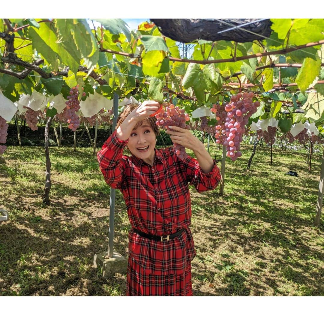 小林幸子さんのインスタグラム写真 - (小林幸子Instagram)「先日、シャトー勝沼🍇さっちゃん葡萄園🍇にて、ぶどうの収穫に行ってきました‼️　 初めてのぶどうの収穫、暑いくらいのいいお天気☀　  シャトー勝沼の皆さんのお陰で立派に育っていました✨ 11月3日には新酒解禁となり、私のワインも発売になります。もう名前も決まりましたよ😊　お楽しみに❤　  ぶどうをワインにするために搾った、搾りたてのジュースも頂きました‼️ 酸味と甘みのバランスが最高😆  そして、甲州市から美味しい、素晴らしい葡萄🍇を頂きました💕  いろんな種類があって、それぞれ特徴がありめちゃくちゃ美味しい❤　  シャインマスカットの作り方も先日教えて頂き、とても勉強になりました‼️ ありがたみを実感😊  今は、ぶどう刈り🍇の季節です✨ ぜひ、甲州へ行ってみてね‼️　 他にも甲斐サーモン🐟信玄豚🐷など、美味しいものが沢山✨  シャトー勝沼に寄って、さっちゃん葡萄園も見てきてね😊  #sachikokobayashi  #小林幸子  #シャトー勝沼  #さっちゃん葡萄園  #ぶどう狩り  #甲州市  #観光大使  #美味しいぶどう  #甲州市グルメ  #甲州ワイン」9月18日 14時05分 - kobayashi_sachiko_5884