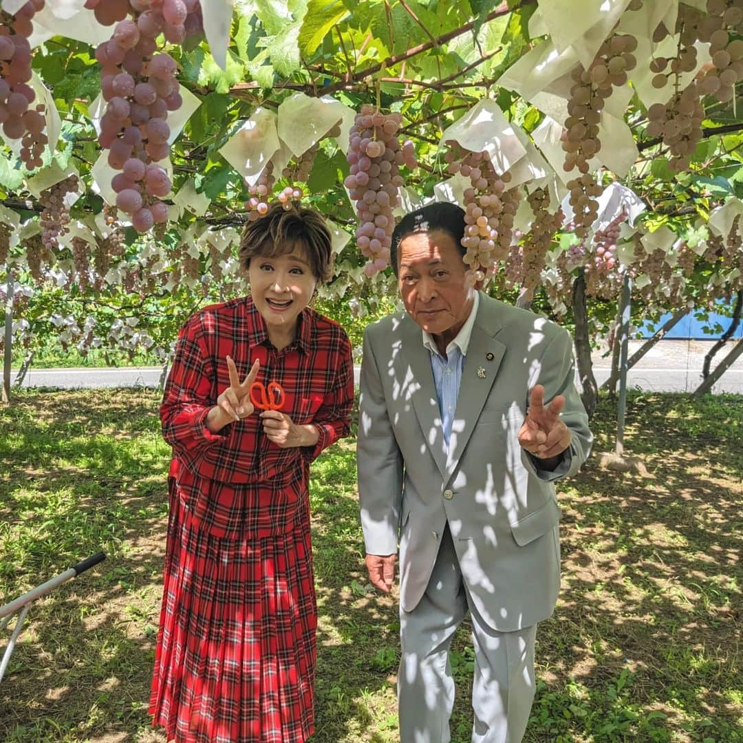 小林幸子さんのインスタグラム写真 - (小林幸子Instagram)「先日、シャトー勝沼🍇さっちゃん葡萄園🍇にて、ぶどうの収穫に行ってきました‼️　 初めてのぶどうの収穫、暑いくらいのいいお天気☀　  シャトー勝沼の皆さんのお陰で立派に育っていました✨ 11月3日には新酒解禁となり、私のワインも発売になります。もう名前も決まりましたよ😊　お楽しみに❤　  ぶどうをワインにするために搾った、搾りたてのジュースも頂きました‼️ 酸味と甘みのバランスが最高😆  そして、甲州市から美味しい、素晴らしい葡萄🍇を頂きました💕  いろんな種類があって、それぞれ特徴がありめちゃくちゃ美味しい❤　  シャインマスカットの作り方も先日教えて頂き、とても勉強になりました‼️ ありがたみを実感😊  今は、ぶどう刈り🍇の季節です✨ ぜひ、甲州へ行ってみてね‼️　 他にも甲斐サーモン🐟信玄豚🐷など、美味しいものが沢山✨  シャトー勝沼に寄って、さっちゃん葡萄園も見てきてね😊  #sachikokobayashi  #小林幸子  #シャトー勝沼  #さっちゃん葡萄園  #ぶどう狩り  #甲州市  #観光大使  #美味しいぶどう  #甲州市グルメ  #甲州ワイン」9月18日 14時05分 - kobayashi_sachiko_5884