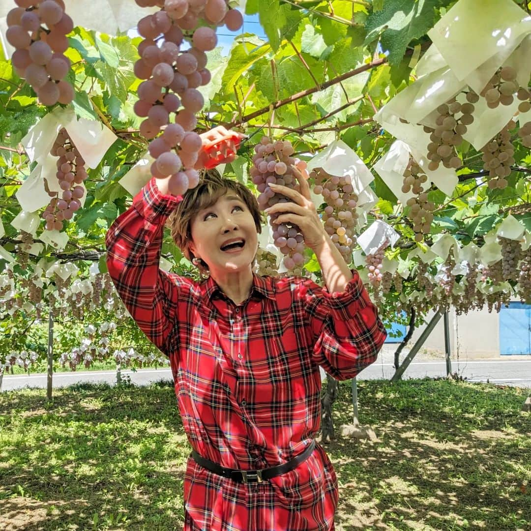 小林幸子さんのインスタグラム写真 - (小林幸子Instagram)「先日、シャトー勝沼🍇さっちゃん葡萄園🍇にて、ぶどうの収穫に行ってきました‼️　 初めてのぶどうの収穫、暑いくらいのいいお天気☀　  シャトー勝沼の皆さんのお陰で立派に育っていました✨ 11月3日には新酒解禁となり、私のワインも発売になります。もう名前も決まりましたよ😊　お楽しみに❤　  ぶどうをワインにするために搾った、搾りたてのジュースも頂きました‼️ 酸味と甘みのバランスが最高😆  そして、甲州市から美味しい、素晴らしい葡萄🍇を頂きました💕  いろんな種類があって、それぞれ特徴がありめちゃくちゃ美味しい❤　  シャインマスカットの作り方も先日教えて頂き、とても勉強になりました‼️ ありがたみを実感😊  今は、ぶどう刈り🍇の季節です✨ ぜひ、甲州へ行ってみてね‼️　 他にも甲斐サーモン🐟信玄豚🐷など、美味しいものが沢山✨  シャトー勝沼に寄って、さっちゃん葡萄園も見てきてね😊  #sachikokobayashi  #小林幸子  #シャトー勝沼  #さっちゃん葡萄園  #ぶどう狩り  #甲州市  #観光大使  #美味しいぶどう  #甲州市グルメ  #甲州ワイン」9月18日 14時05分 - kobayashi_sachiko_5884