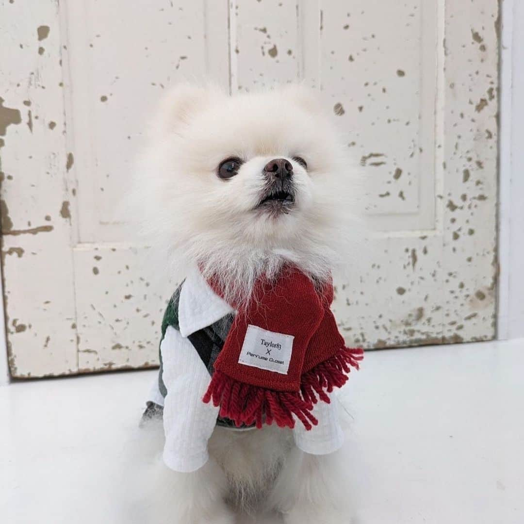 西脇綾香さんのインスタグラム写真 - (西脇綾香Instagram)「🐶🐶🐶 Perfume Closet PET scarf🧣 teamポメラニアン  上から ソラ♂むに♀らな♀ 先輩が1番上だよ🐶みんなSを着用  ずーっと笑ってるね🤗かわいい🫶🏻 ポメラニアンも似合うよ🍎🧣  #perfumecloset #prfm #あ〰️ちゃん #ちゃあぽん #taylor83 #petscarf #ペットマフラー #ソラ #moony #らな #pomeranian #みんな血筋 #生まれも同じ #京都どすえ #はんなり #でも関係性はごりごり  #体育会系 #縦社会 #犬社会 🐶」9月18日 14時00分 - a_chan.prfm_p000001