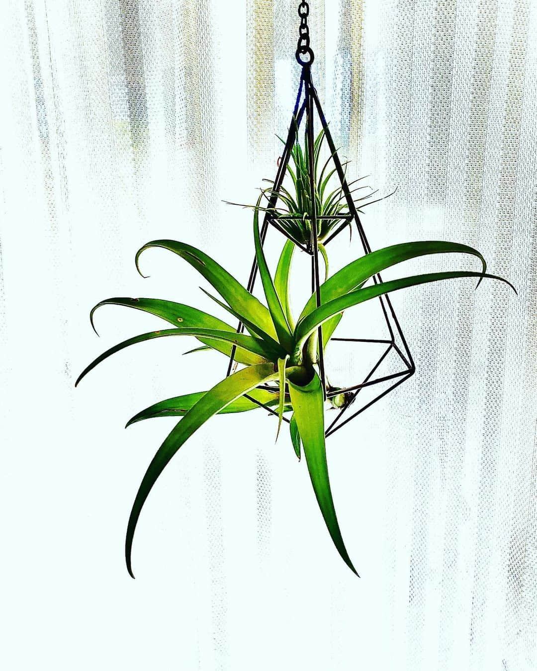 相原コージさんのインスタグラム写真 - (相原コージInstagram)「新顔。#チランジア  #エアプランツ  #植物　#tillandsia  #airplants」9月18日 14時36分 - kojiaihara