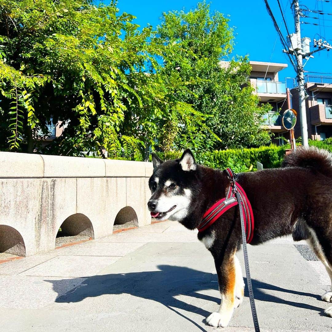 小川博永のインスタグラム：「夏が終わらない。  #ししまる爺さん  #今朝まる #ししまる #dog #dogs #柴犬 #黒柴」