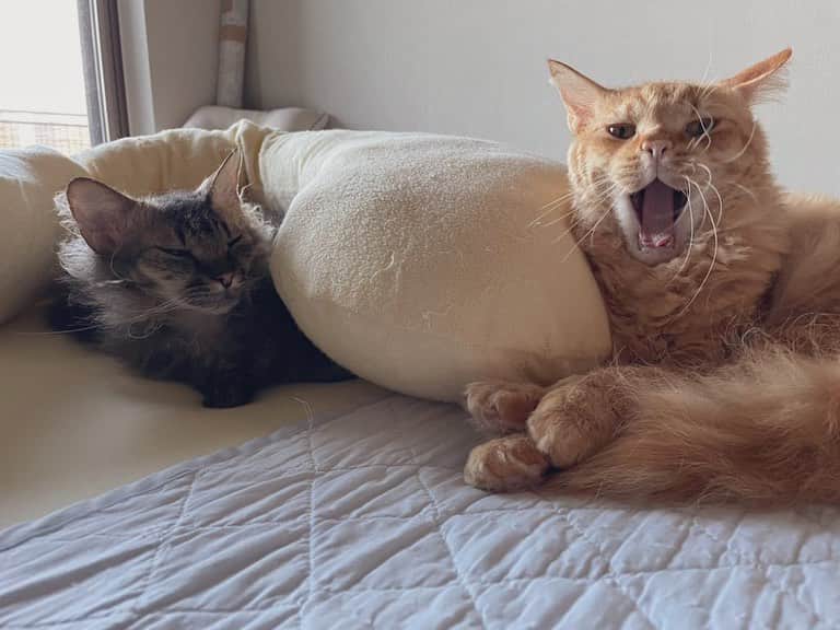 のインスタグラム：「ネムネムにゃむにゃむ。 #祝日モード #holidaymode #cat」