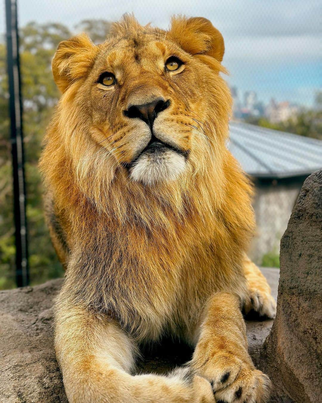 タロンガ動物園さんのインスタグラム写真 - (タロンガ動物園Instagram)「Khari looking absolutley puuurfect on this fine spring day 🦁☀️  Thank you keeper @ellepatrice for this incredible shot! 🤗  #ForTheWild #TarongaKeeperCam」9月18日 15時54分 - tarongazoo