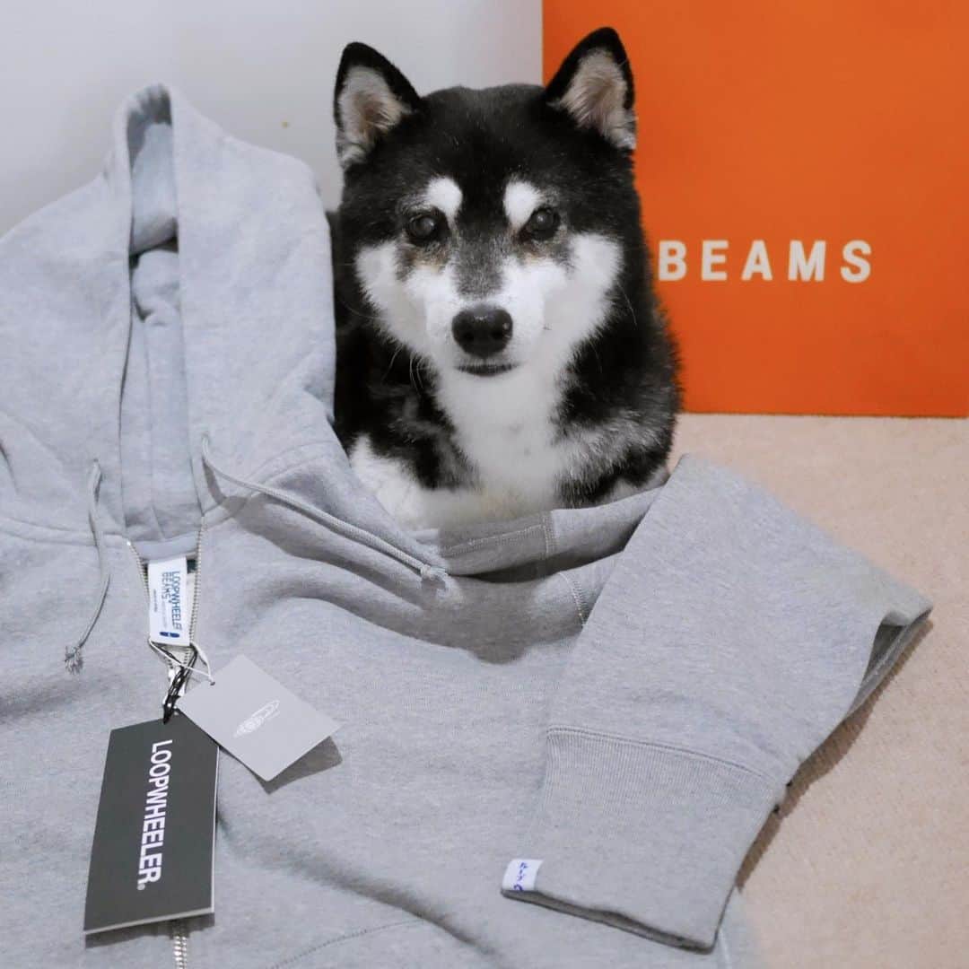 のインスタグラム：「“LOOPWHEELER × BEAMS PLUS”   @loopwheelerss  @beams_official  @loopwheelersendagaya   #黒柴 #柴犬 #わんこ #イッヌ #モデル犬 #オファーお待ちしております  #ループウィラー好き #ループウィラービームス   〜〜〜 “LOOPWHEELER × BEAMS PLUS” 別注 スリム ジップスウェット フーディ  世界に誇るメイド・イン・ジャパン・プロダクト〈LOOPWHEELER（ループウィラー）〉。  全国のBEAMS PLUS取扱店にて発売中！  #loopwheeler  #beamsplus #ループウィラー  #ビームスプラス #beams #ビームス」