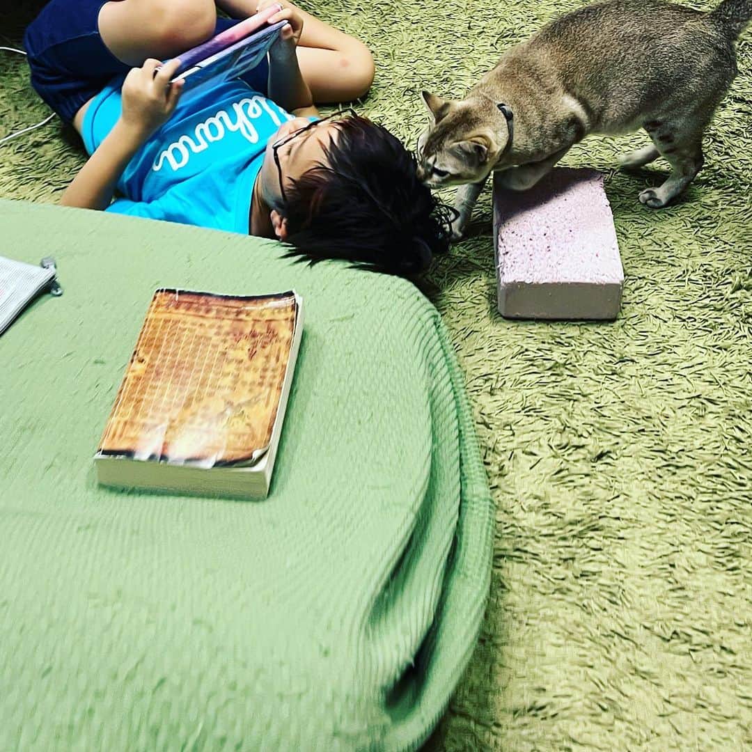 水谷さるころのインスタグラム：「ラグに猫が水をこぼして乾かしたんだけど、モーレツ臭くて「なんでこんなに臭いの？！」となったので、洗う事にした。剥がして掃除したけど、大変でもうちょい小さいやつ買って洗いやすくした方がいいかもってなって、買い直すことにした。 今まで猫におしっこされても洗って復活させてきたのになんでこんなに今回は壊滅的に臭いんだ？　と思ってたけど…気がついた。 お父さんが家庭菜園で作った空芯菜を収穫した後、牛乳パックに水を入れて置いといたんだよね。それを猫が倒して水浸しになった。つまり…この臭いのの犯人は牛乳🥛？！　パックは洗ったけど残ってたやつでこんだけ臭いのかーって思った。 今は寝室のラグを敷いて凌いでいますが、新しいのを書いました。 今後は猫が粗相したらどんどん洗濯機で洗うぞ！」