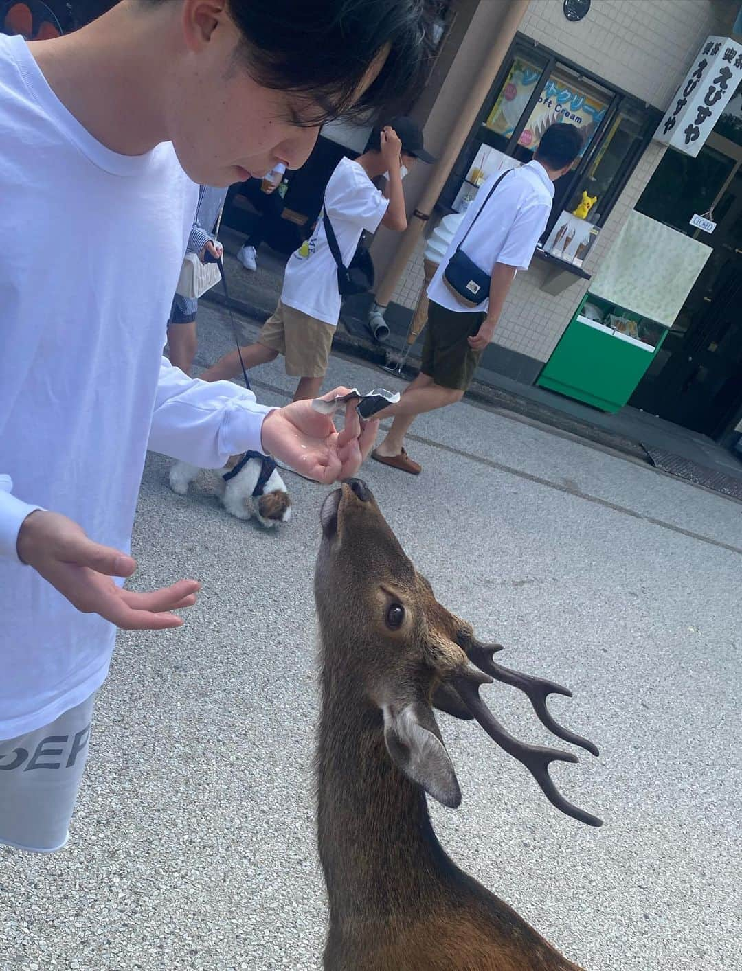 ななぺろさんのインスタグラム写真 - (ななぺろInstagram)「宮島⛩やっと行けた~🫎  安定に暑いし人がすぎたけど 牡蠣🦪沢山食べれて幸せでした💞 そして人生で1番と言ってもいいくらい惹かれた置物にも出会えて とても良い一日でした🧡  家族サービスありがとう  #今日からもやし生活  #すんません   #宮島  #広島  #miyajima  #牡蠣」9月18日 16時41分 - nanapero9