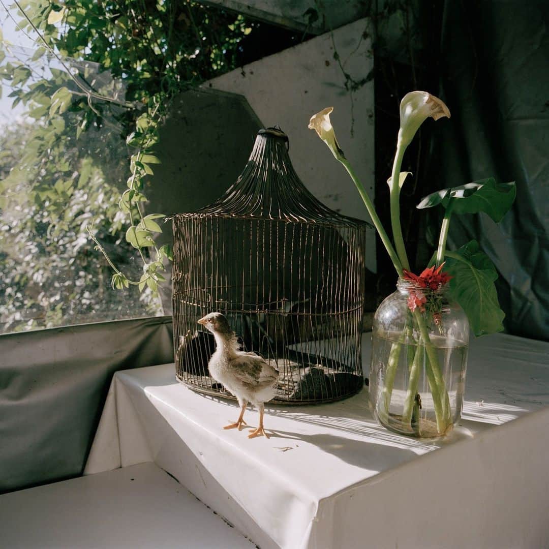 のインスタグラム：「Alec Soth (@littlebrownmushroom: “It’s more like poetry than writing a novel.”⁠ ⁠ Soth's work is rooted in the American tradition of on-the-road photography developed by photographers such as Walker Evans, Robert Frank and Stephen Shore. Renowned for his portraiture and lyrical approach to photography, Soth emphasizes process, following serendipitous encounters with people and environments.⁠ ⁠ Our selection of signed, limited-edition fine prints showcases Soth's documentary style and poetic sensibility. ⁠ ⁠ 🔗 Browse the collection in the @magnumphotos link in bio.⁠ ⁠ PHOTOS (left to right):⁠ ⁠ (1) From the series, Dog Days, Bogotá. Bogota. Colombia. 2003.⁠ ⁠ (2) Sleeping by the Mississippi. Cape Girardeau. Missouri. USA. 2002. ⁠ ⁠ (3) Kym. Polish Palace. From the series, Sleeping by the Mississippi. Minneapolis. Minnesota. USA. 1999. ⁠ ⁠ (4) From the series, Dog Days, Bogotá. Bogota. Colombia. 2003. ⁠ ⁠ (5) Fort Jefferson Memorial Cross at the confluence. From the series, Sleeping by the Mississippi. Wickliffe. Kentucky. USA. 2002. ⁠ ⁠ (6) Cherry. Nye's Polonaise Room. Minneapolis. Minnesota. USA.1995. ⁠ ⁠ © Alec Soth (@littlebrownmushroom) / Magnum Photos」