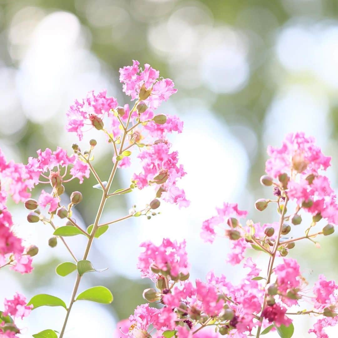 kiccyomuのインスタグラム：「☀️ 2023.09.18 Mon #向島百花園  夏の花 #サルスベリ 📸  この暑い日も あと少し、かな？ もうすぐ彼岸だけど😀  location #東京 ❣️ 📷撮影 2023年9月12日」