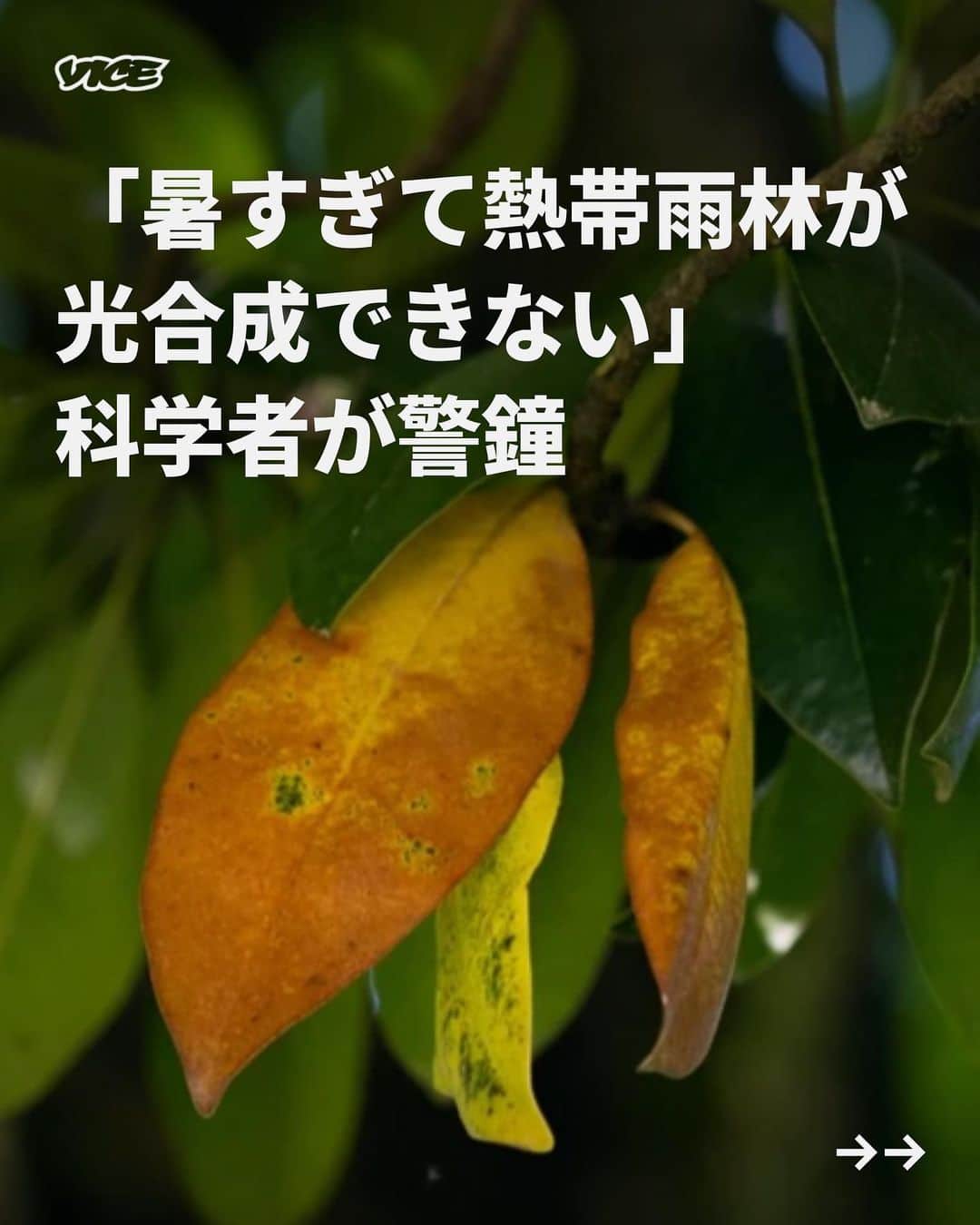VICE Japanさんのインスタグラム写真 - (VICE JapanInstagram)「世界の #熱帯雨林 の葉が、光合成が機能しなくなる臨界点に近づいていて、その一部はすでに閾値を超えていることが明らかになった。人間活動による気候変動の最悪のシナリオが実現すれば、必要不可欠な生態系が悲劇的な運命をたどることになる、と最新の研究は警鐘を鳴らす。  熱帯雨林は地球上で知られる約半分の種のすみかであり、地球の気候の健康と安定を維持するうえで欠くことのできない役割を果たしている。この豊かな生物群系は穏やかな気温で知られているが、気温が46.7°Cを超えると、日光を植物のエネルギーに変換する基本的な代謝過程である光合成ができなくなるため、熱帯の葉は枯れ始める。  ノーザン・アリゾナ大学の生態系情報学准教授クリストファー・ダウティ（Christopher Doughty）率いる研究チームは、世界の熱帯雨林の約0.01%の葉がすでに通常年に光合成能力が低下するとされる臨界温度を超えた可能性があることを発見した。今はまだその数はわずかだが、チームは「熱帯雨林が耐えうるのは3.9 ± 0.5 °Cの気温上昇で、それ以上気温が上がれば、代謝機能の潜在的転換点に達する」と予想した。『ネイチャー』誌に8月23日に掲載されたこの論文によれば、前述の結果は気候モデルの「最悪のシナリオ」の範囲内だという。　  記事詳細は @vicejapan プロフィールのリンクから  #vicejapan #vice #ヴァイスジャパン」9月18日 19時03分 - vicejapan