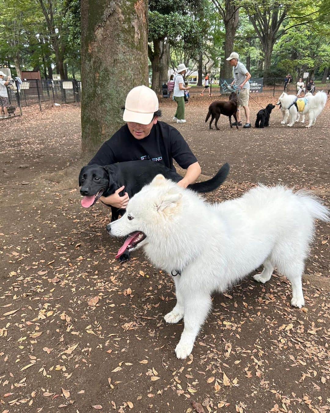 ボドカのインスタグラム：「サモエド会に行ってきました。 4ヶ月のパピーちゃんがいてみんな大喜び。 大型犬のパピー期は短いから懐かしい。 たまたまボル君にも会いました。」