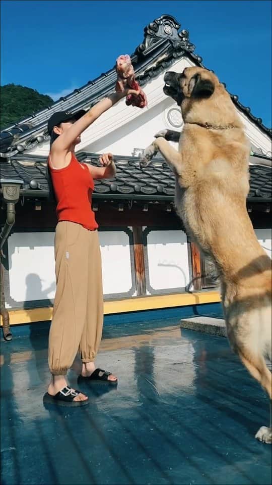 吉松育美のインスタグラム：「How to clean his teeth 😬 🦷🦷🦷✨️🤭  愛犬バディーの歯磨きはコレ！骨を食べると歯がピカピカになるよ～✌️💫  受け止めるのが大変🤣🤣🤣  #愛犬 #kangal #カンガル犬 #大型犬のいる生活 #犬好きな人と繋がりたい #doglover」