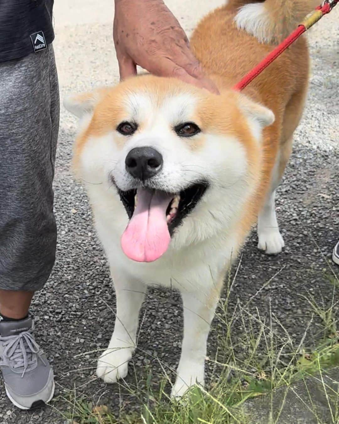 shibainu berryのインスタグラム