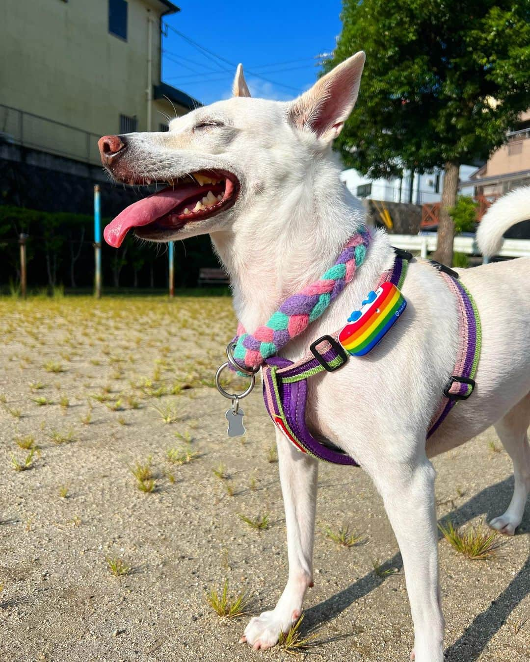 柴犬ハル&保護犬すずのインスタグラム