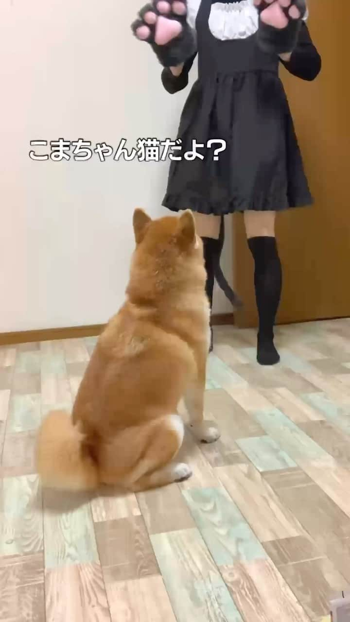 和風総分家のインスタグラム：「歪んだ愛。主人ガチャ失敗した柴犬#short」