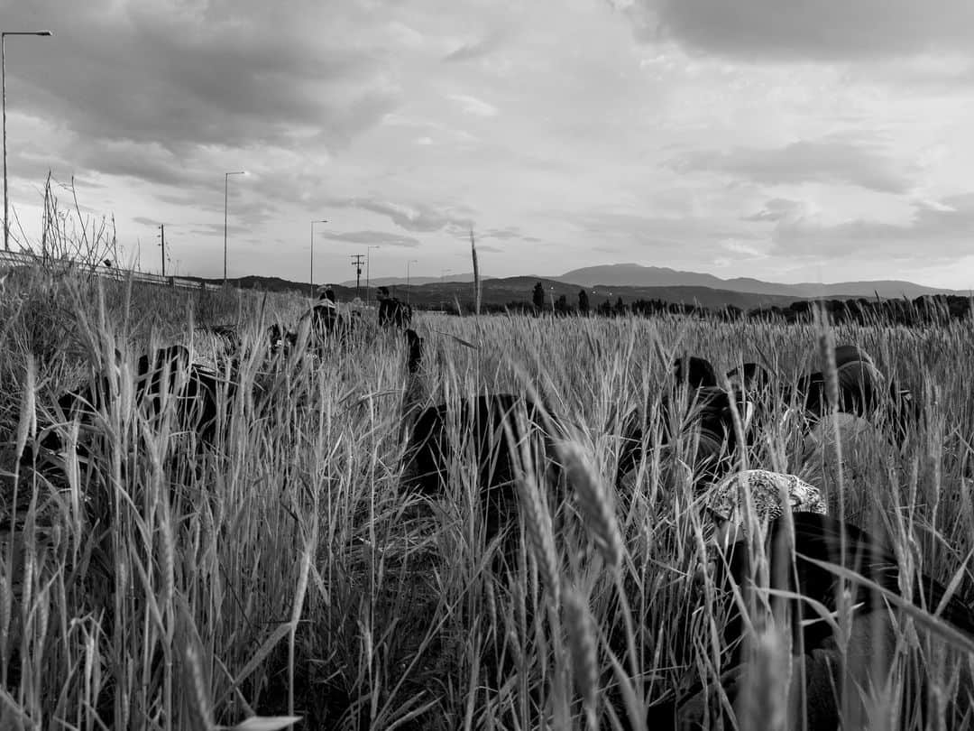 のインスタグラム：「@enricanaj: "I had a sense that I was there in the cemetery on behalf of others, those who would have wished to be there, if only they knew that this was where their loved ones had ended up. I am not religious. I have no prayers to recite. But in that cemetery of persons once-known, I performed a ceremony of farewell.”⁠ ⁠ In a poignant photo essay for the @nytimes, titled What Ancient Greek Tragedies Can Teach Us About Grief, Enri Canaj explores the themes and motifs of ancient Greek tragedies and how they reflect in the modern paradigm of refugees attempting to cross the Greece-Turkey border. ⁠ ⁠ The accompanying images take us on a journey from the historical theaters and museums of Athens to Alexandroupoli in the north, where nearby in a small village, unidentified victims of failed attempts to cross the border are buried according to Muslim rites.⁠ ⁠ 🔗 Read the full story at the link in bio.⁠ ⁠ PHOTOS (left to right):⁠ ⁠ (1) A group of Syrian refugees are hiding in the fields to avoid detection from Greece police patrol. They are trying to cross the border between Greece and North Macedonia. Near Idomeni village. Northern Greece. 2015.⁠ ⁠ (2) Pavlos Pavlidis, the forensic doctor at Alexandroupolis University Hospital. Alexandroupoli. Greece. 2023.⁠ ⁠ (3) Theater of Epidavros. Peloponnese. Greece. 2023.⁠ ⁠ (4) General view of Archaeological Museum of Piraeus. Athens. Greece. 2023.⁠ ⁠ (5) For a number of years, the bodies of unidentified migrants have lain in a small cemetery in Sidiro, a small Greek village a few miles from the Turkish border. Some of them drowned while trying to cross the Evros River, others died of hypothermia or were victims of road accidents. There are reportedly 200 bodies buried there, without names or dates. Greece. 2023.⁠ ⁠ (6) The mosque at Sidiro, a small Greek village a few miles from the Turkish border. Greece. 2023.⁠ ⁠ © @enricanaj / Magnum Photos」