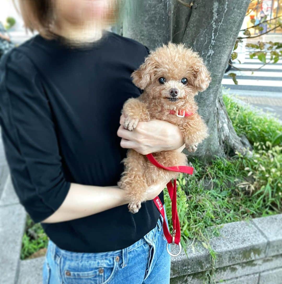 ふわのインスタグラム：「ボサ子さんの連休最終日。 ご近所ぶらぶらコース。  #toypoodle#toypoodlegram#dogsofinstagram#instadog#doglover#doglife#cutedog#dog#fuwamama#ふわもこのふわ#ふわ#トイプードル#ふわもこ部#犬バカ部#親バカ部#犬のいる暮らし#いぬすたぐらむ」