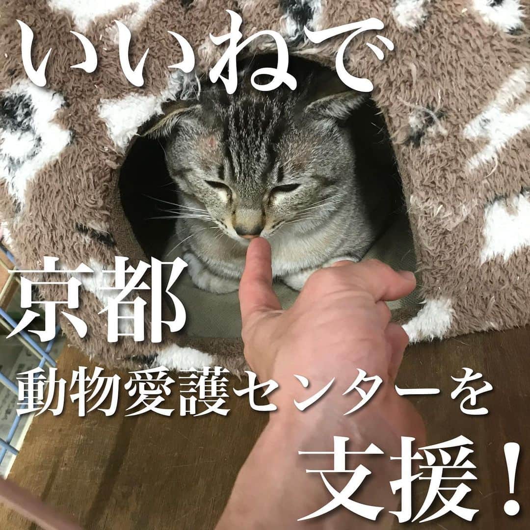 猫カフェきぶん屋さんのインスタグラム写真 - (猫カフェきぶん屋Instagram)「京都動物愛護センターを応援したい‼︎  いいね！保存、フォローお願いします！ Instagramで集まったアクションを金額にして支援します。  Instagramのこの投稿のいいね、保存ボタン（画像右下のリボンの切れ端のようなボタン）一件ごとに1円 フォロワーさん増1人あたり10円 寄付します。 48時間後の数をふるさと納税で支援します。 皆様がリアクションしてくださると、たくさんの人の目に届き支援が集まりやすくなるのでぜひご協力お願いします！  送付先は京都市のふるさと納税動物愛護枠に。  京都動物愛護センターへは毎年寄付させてもらっています。 僕の考え方を180°変えた場所だから。  僕が投稿で伝えようとする時に気を付けていることは、逆の立場の人のことも考えて物事を捉えること。 殺処分している動物愛護センターは最低な場所だと思ってましたが相手には相手の都合があるということをこの場所で知ったので僕にとって大切な経験です。 行政の中で働くということは色々もどかしいこともあります。  初めて職員さんの本音を聞いた場所でもあります。 「獣医師の資格を持った自分が手で麻酔を注射して殺処分する時が一番辛くて自分の仕事を子供にどう伝えたらいいか分からない」 誰もやりたくないことなんですがそういう気持ちを知らずに僕は昔批判ばかりしていたなぁと。  同時に希望が見えた場所でもあります。 任天堂の本社近くの市街地にあるセンターは府民がドッグランを利用しやすいように、動物愛護センターが行きやすい場所になるようにという目的。 土日にはたくさんのボランティアさんがいて活気のある場所です。 こんなセンターが増えたらいいなぁと思います。  一昨年訪れた時には子猫がほとんどいなくて、センターにいる子も譲渡先がほぼ決まっているような状態で、里親になりたい方がたくさんいて猫があっという間にいなくなるそうです。  行政が本気を出したらここまでできる。 財源があれば命を生かすことができる。 ということで今年もふるさと納税をしようと思います。 まだまだ手の届かないところで活動者が苦労している部分はたくさんあるでしょうがやれることをどんどん広げてもらうためにも。  ぜひ投稿のいいね、保存でたくさん支援させてください😊 ぜひ紙飛行機マークでストーリーズや友だちにもメッセージお願いします🙌  #京都動物愛護センター  #ふるさと納税 #京都府 #京都市」9月18日 20時08分 - nekocafekibunya