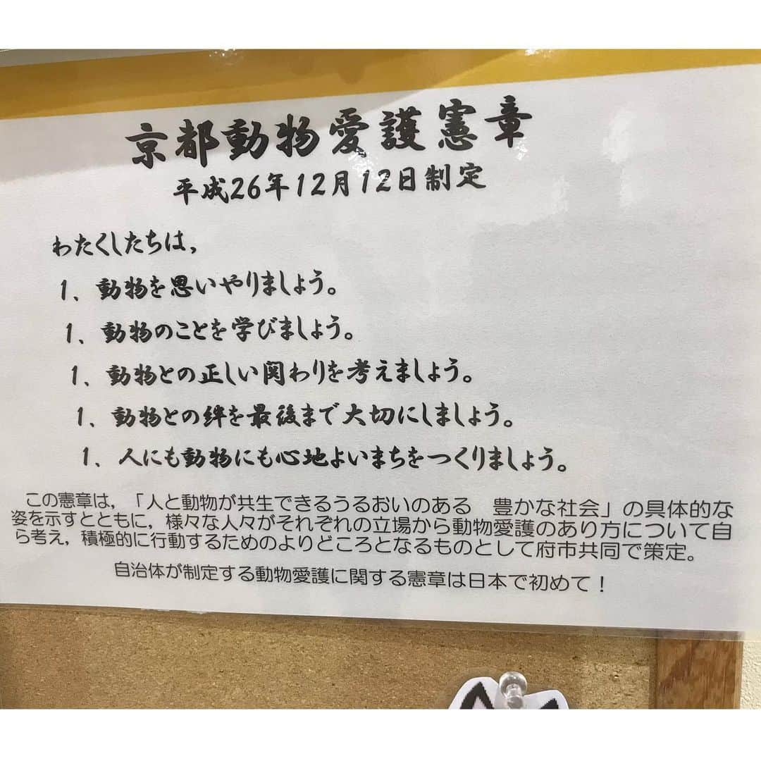 猫カフェきぶん屋さんのインスタグラム写真 - (猫カフェきぶん屋Instagram)「京都動物愛護センターを応援したい‼︎  いいね！保存、フォローお願いします！ Instagramで集まったアクションを金額にして支援します。  Instagramのこの投稿のいいね、保存ボタン（画像右下のリボンの切れ端のようなボタン）一件ごとに1円 フォロワーさん増1人あたり10円 寄付します。 48時間後の数をふるさと納税で支援します。 皆様がリアクションしてくださると、たくさんの人の目に届き支援が集まりやすくなるのでぜひご協力お願いします！  送付先は京都市のふるさと納税動物愛護枠に。  京都動物愛護センターへは毎年寄付させてもらっています。 僕の考え方を180°変えた場所だから。  僕が投稿で伝えようとする時に気を付けていることは、逆の立場の人のことも考えて物事を捉えること。 殺処分している動物愛護センターは最低な場所だと思ってましたが相手には相手の都合があるということをこの場所で知ったので僕にとって大切な経験です。 行政の中で働くということは色々もどかしいこともあります。  初めて職員さんの本音を聞いた場所でもあります。 「獣医師の資格を持った自分が手で麻酔を注射して殺処分する時が一番辛くて自分の仕事を子供にどう伝えたらいいか分からない」 誰もやりたくないことなんですがそういう気持ちを知らずに僕は昔批判ばかりしていたなぁと。  同時に希望が見えた場所でもあります。 任天堂の本社近くの市街地にあるセンターは府民がドッグランを利用しやすいように、動物愛護センターが行きやすい場所になるようにという目的。 土日にはたくさんのボランティアさんがいて活気のある場所です。 こんなセンターが増えたらいいなぁと思います。  一昨年訪れた時には子猫がほとんどいなくて、センターにいる子も譲渡先がほぼ決まっているような状態で、里親になりたい方がたくさんいて猫があっという間にいなくなるそうです。  行政が本気を出したらここまでできる。 財源があれば命を生かすことができる。 ということで今年もふるさと納税をしようと思います。 まだまだ手の届かないところで活動者が苦労している部分はたくさんあるでしょうがやれることをどんどん広げてもらうためにも。  ぜひ投稿のいいね、保存でたくさん支援させてください😊 ぜひ紙飛行機マークでストーリーズや友だちにもメッセージお願いします🙌  #京都動物愛護センター  #ふるさと納税 #京都府 #京都市」9月18日 20時08分 - nekocafekibunya