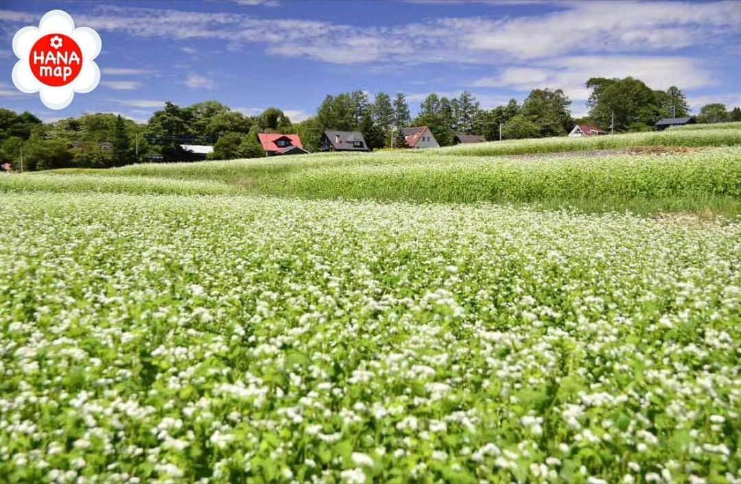 はなまっぷ❁日本の花風景のインスタグラム