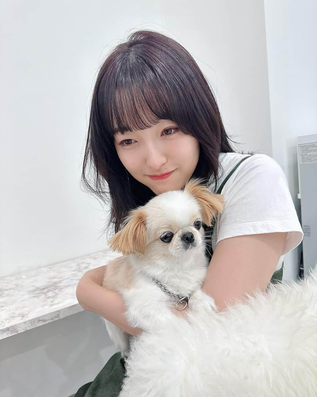 田島芽瑠のインスタグラム：「持って帰りたいほど可愛いわんちゃん🐶  ゆきちゃんまじ可愛すぎていつも癒されてる♡いつもお世話になってる美容師のあやさんのわんちゃんなの〜U・x・U  いろんな日の写真と動画😂 もう一匹違う美容師さんのわんちゃんがいる日もあるんだけどその子も可愛いのよ、、。癒し美容室すぎ。幸せ。」