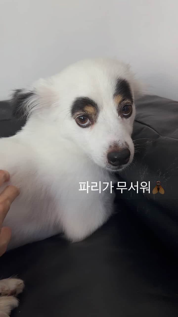Ivyのインスタグラム：「승헌이는 파리를 제일 무서워해요. 사시나무떨듯이 떨고 콧물까지 대롱대롱🤣」